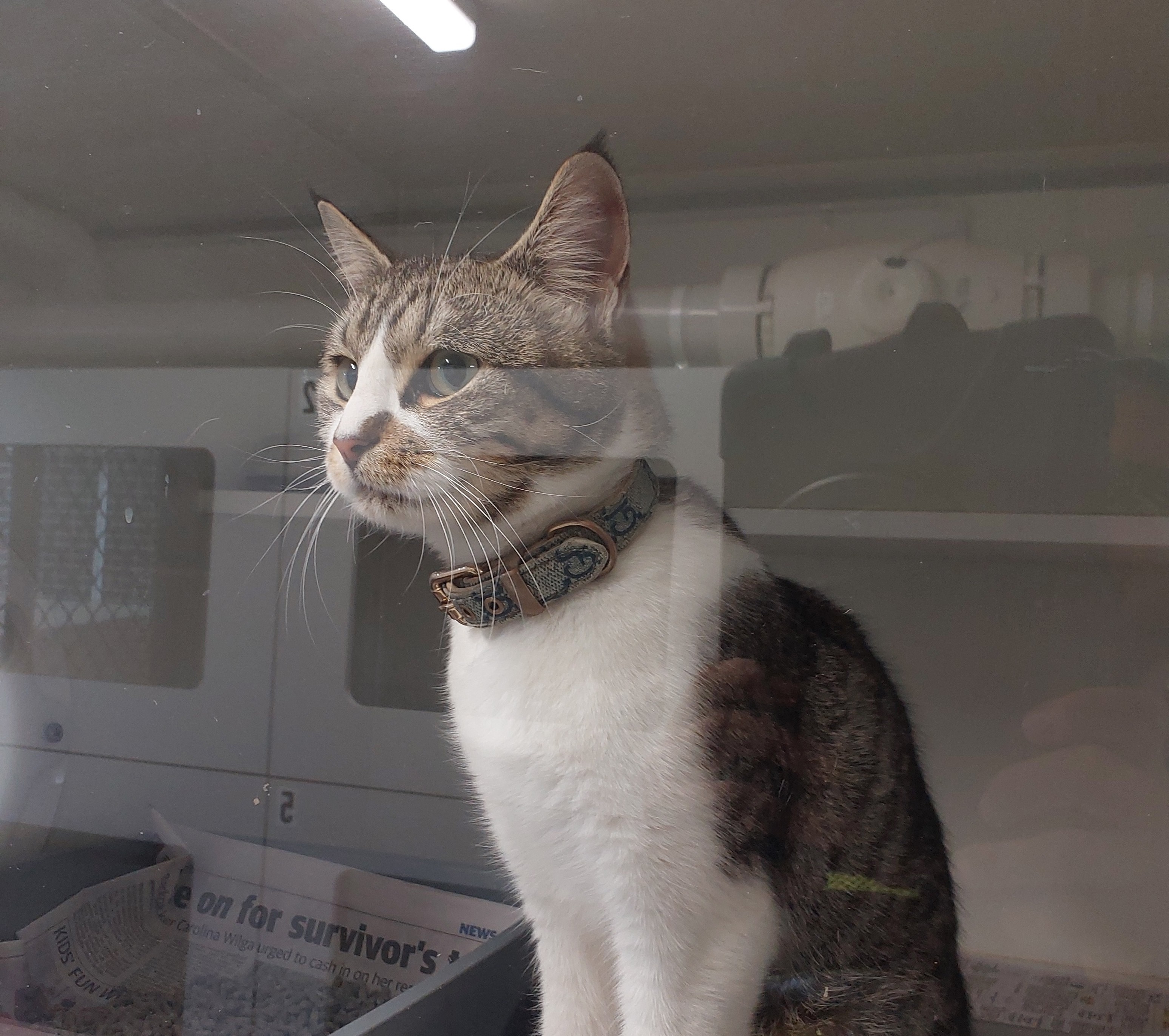 Female Domestic Short Hair