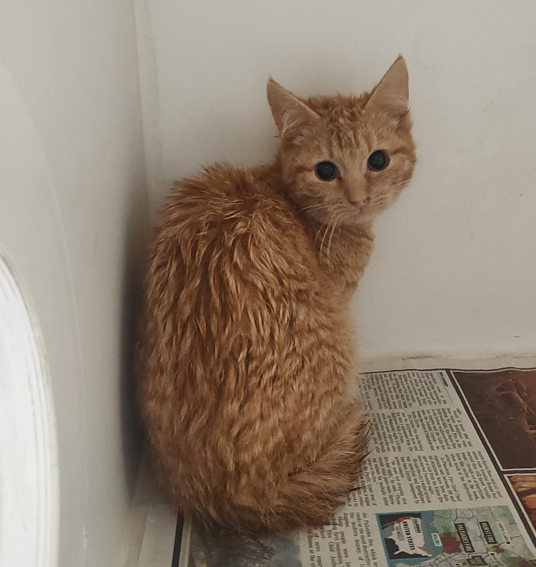 DSH cat