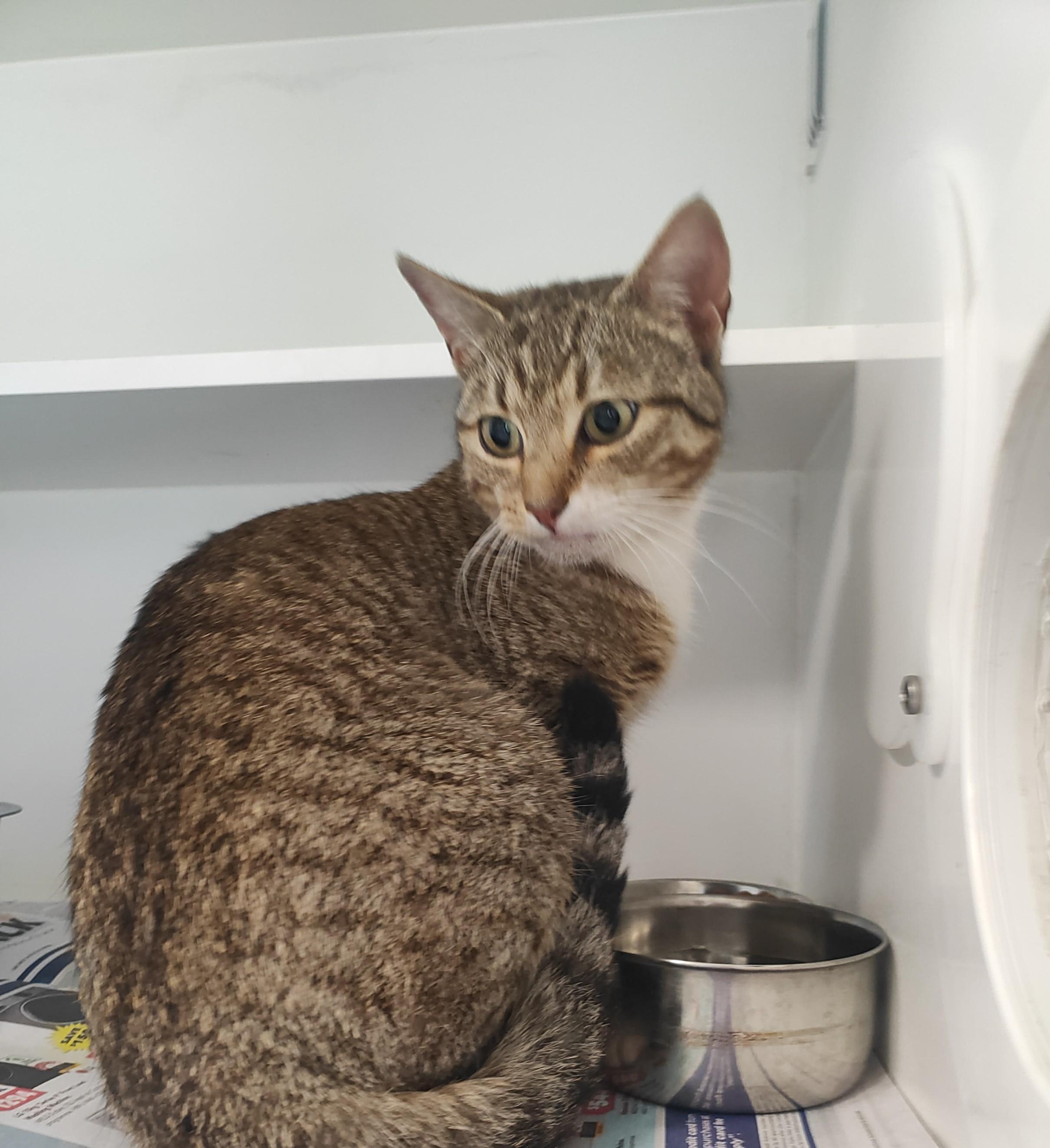DSH cat