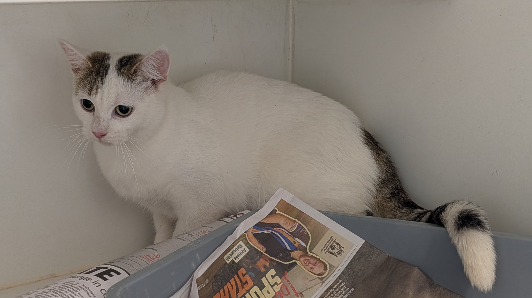 Domestic short hair cat