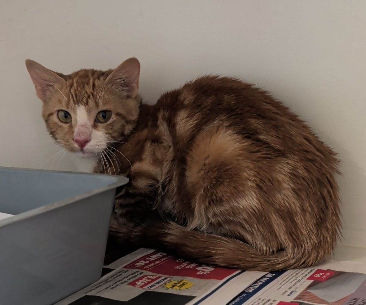 Domestic short hair cat