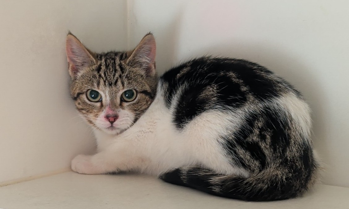 Domestic short haired cat