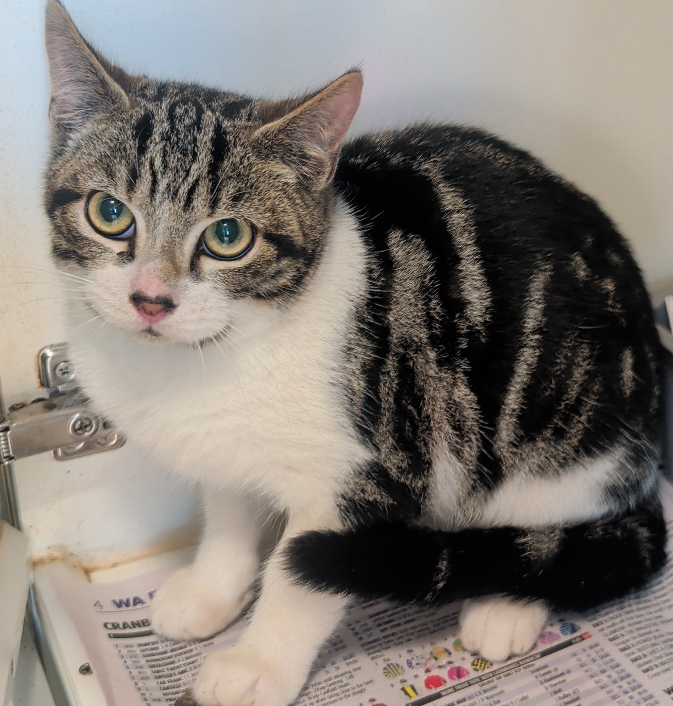 Domestic short hair cat