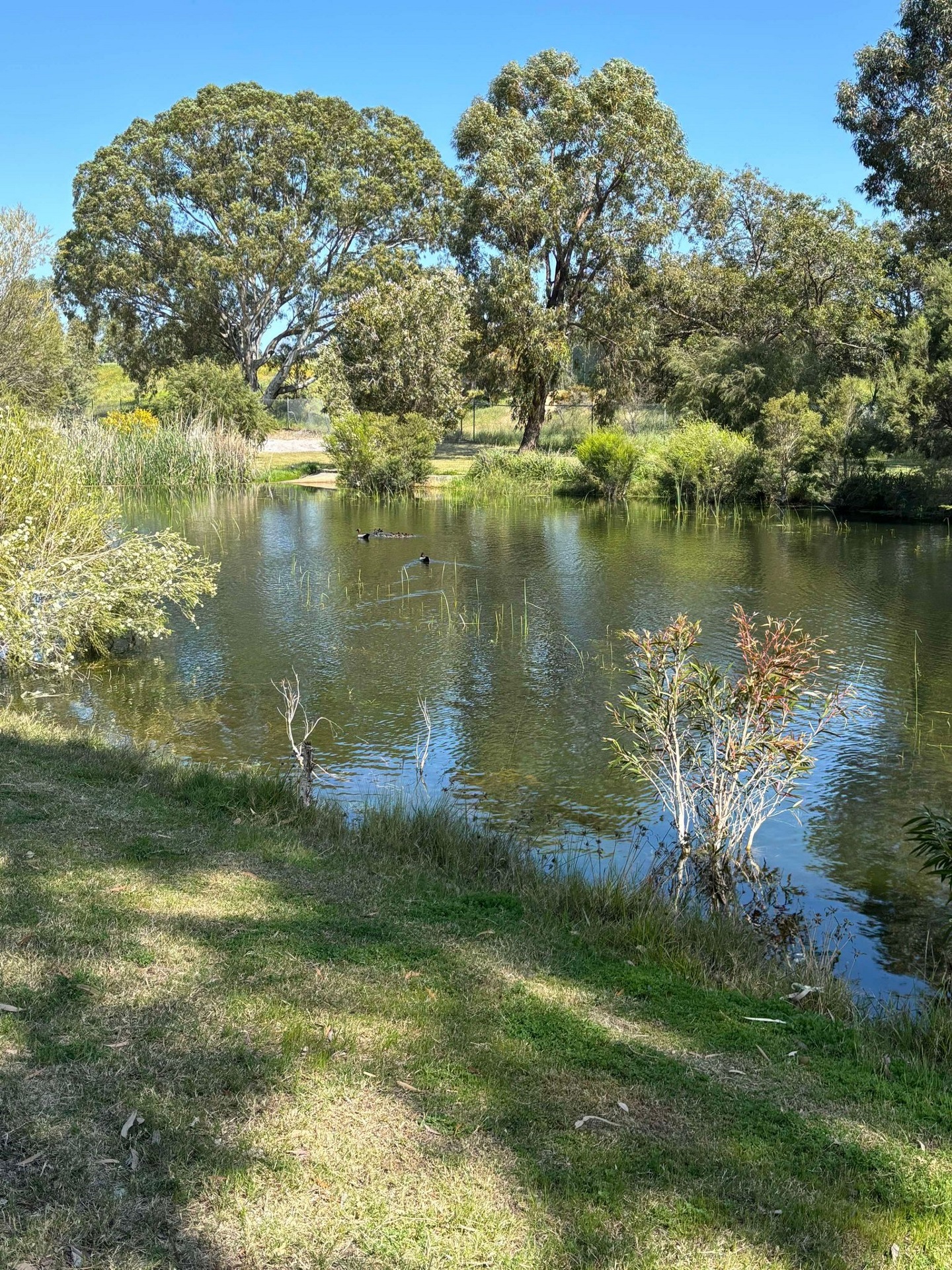 City of Kalamunda Invites Feedback on Public Space Upgrades in Wattle Grove