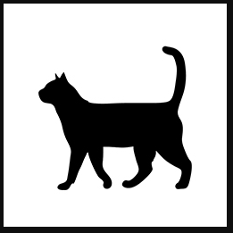 Domestic short haired cat