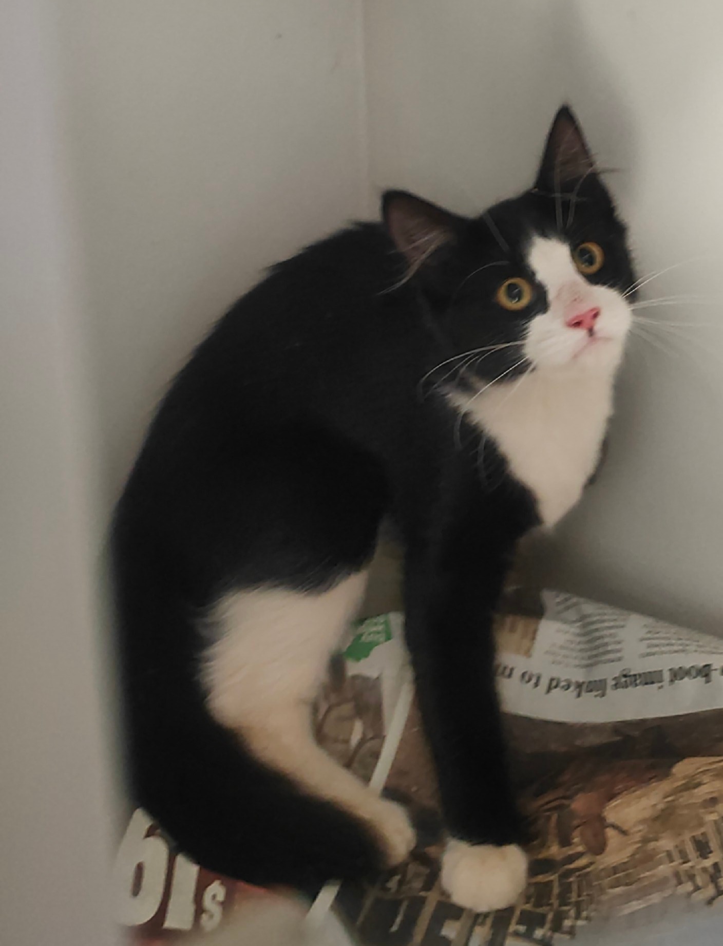 Black and White Domestic Short Hair