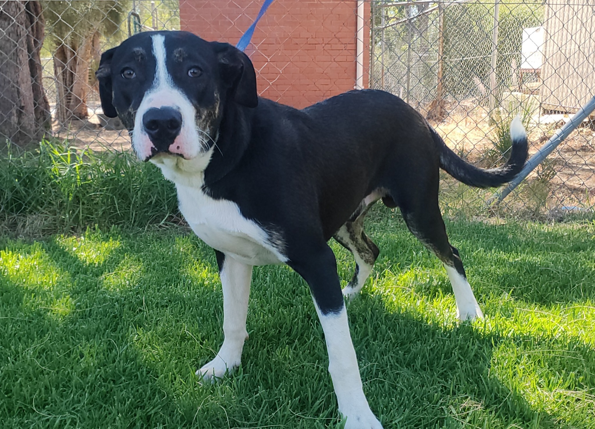 Black and White Mixed Breed