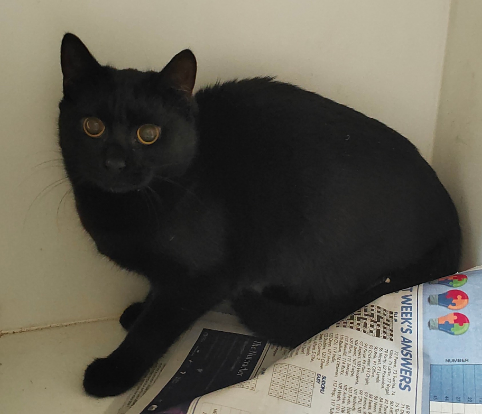 Black Domestic short hair cat