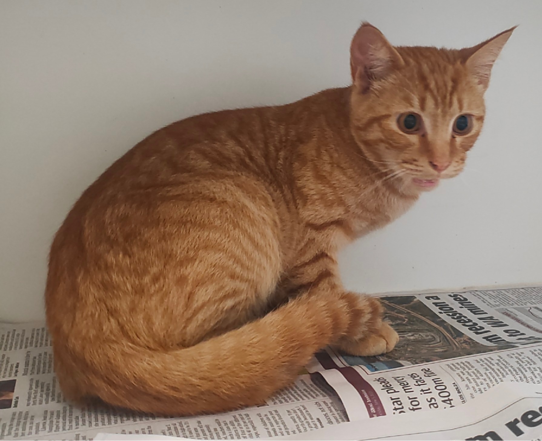 Domestic short hair cat