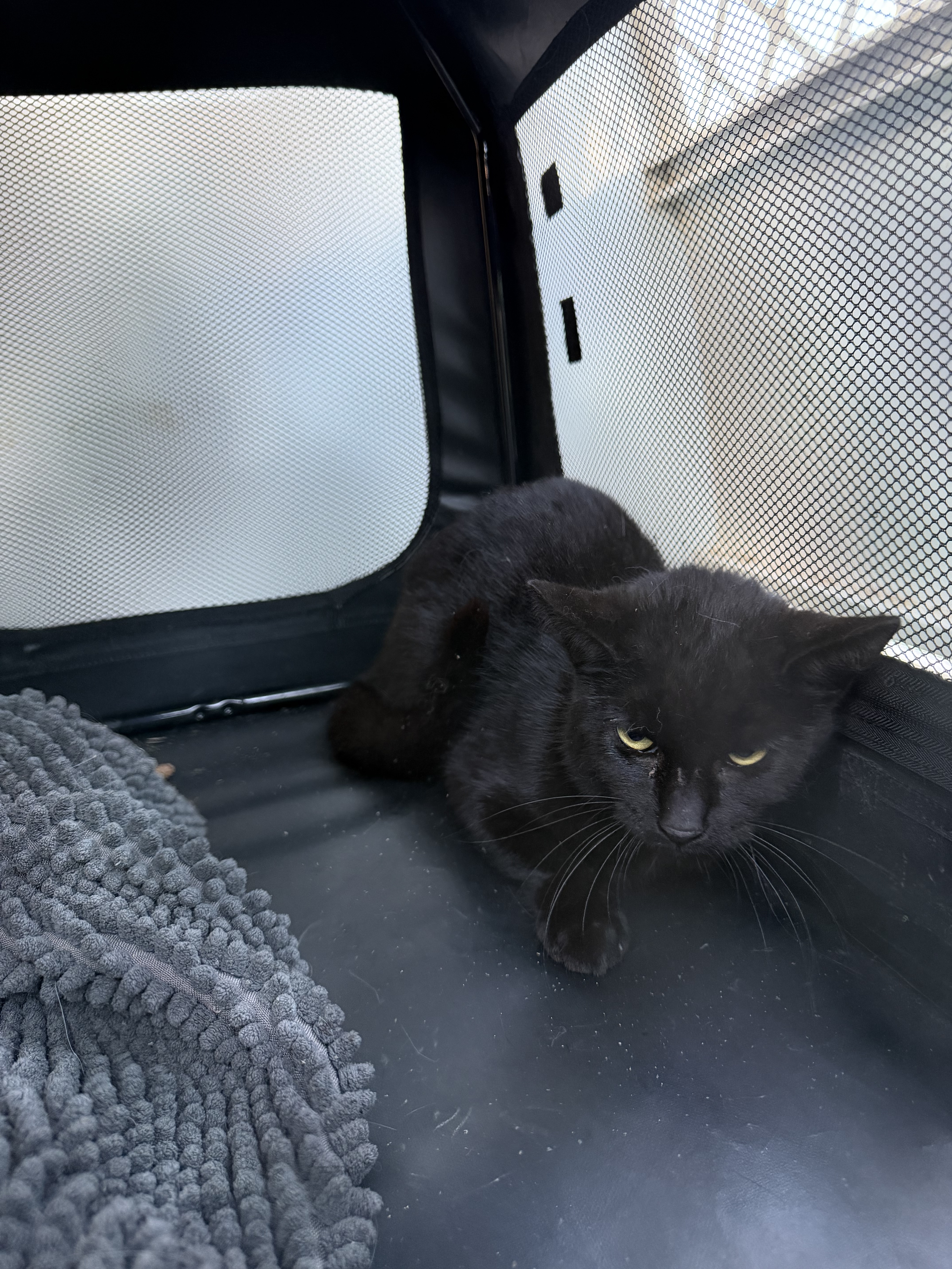 Black Domestic Short Hair Cat