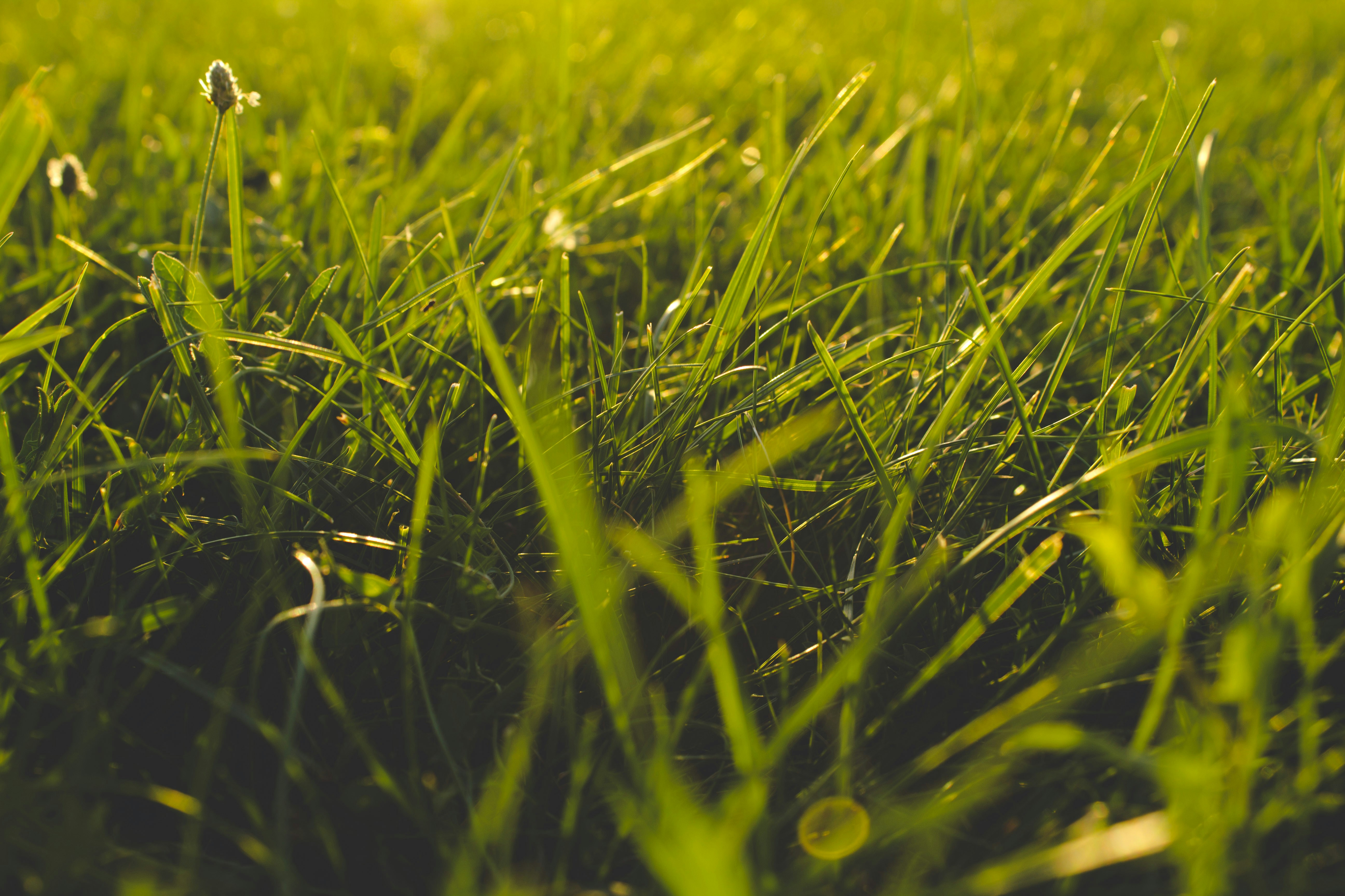 Annual verge mowing program 2025