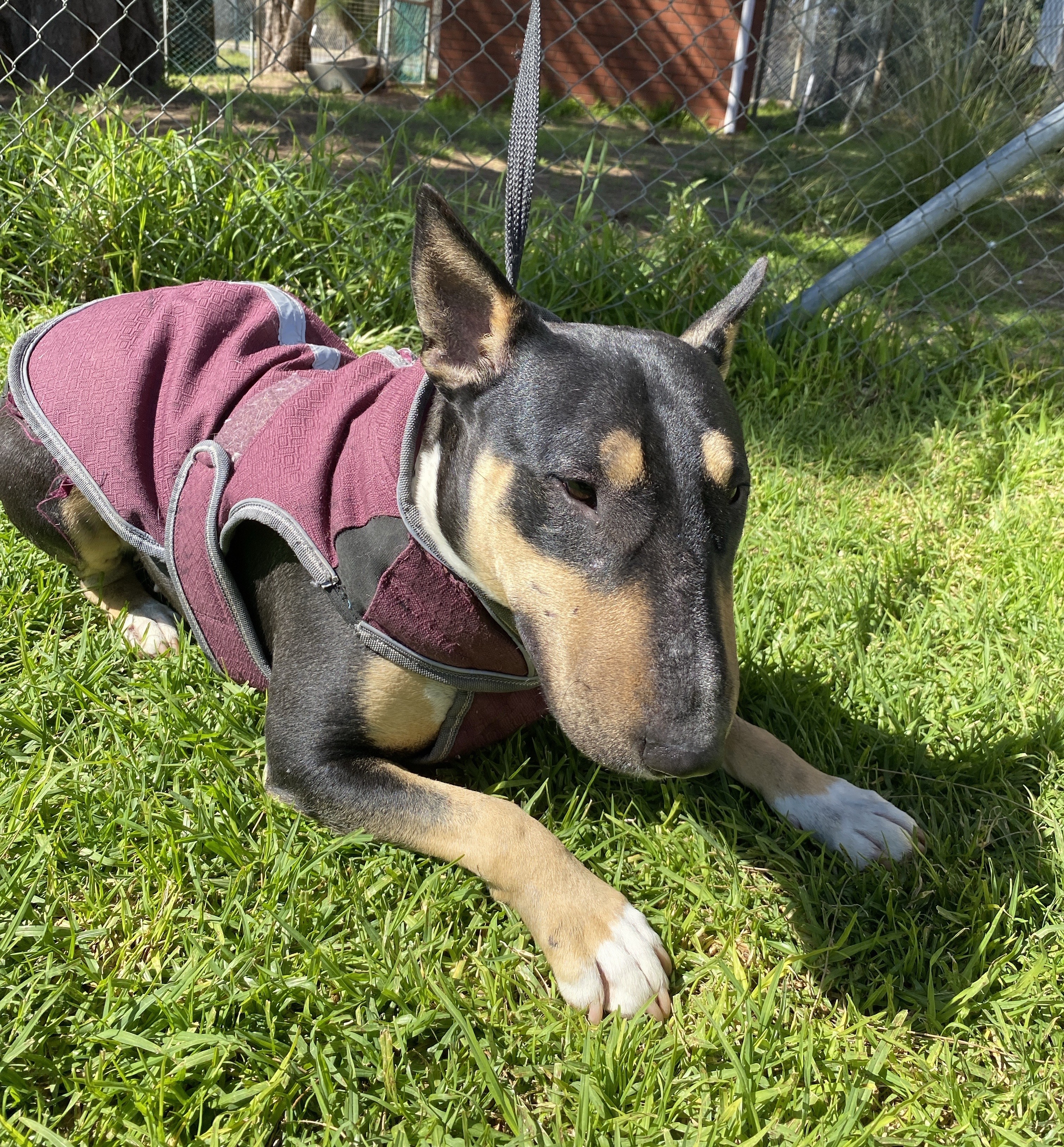 Female Bull Terrier