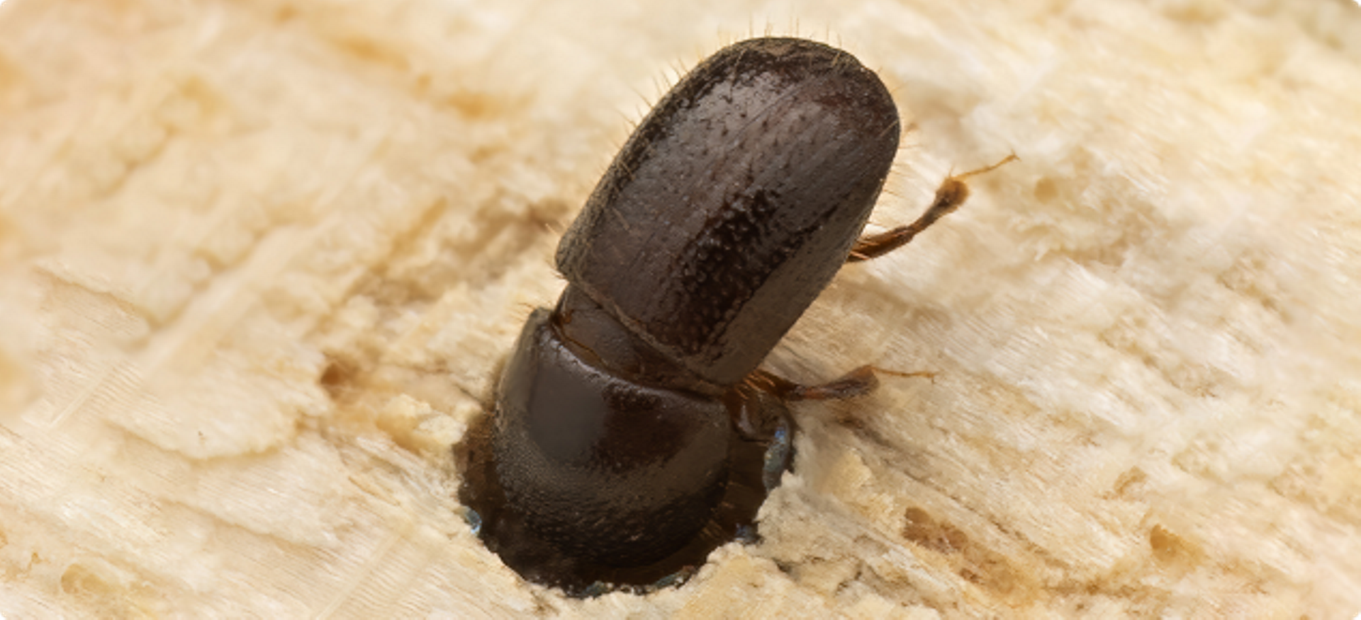 Polyphagous shot-hole borer - update December 2024