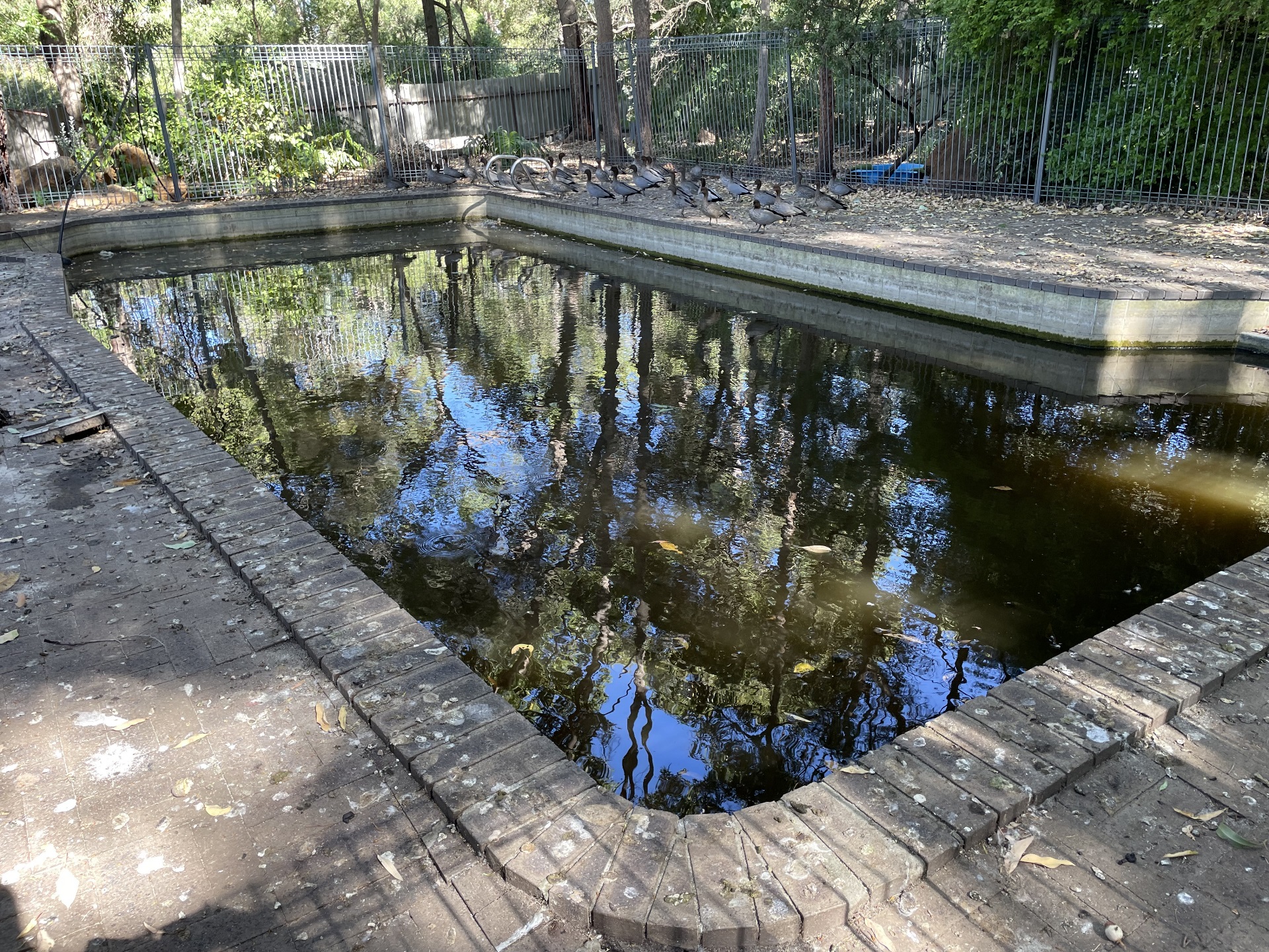 Health Alert: Ross River Virus Detected in the City of Kalamunda