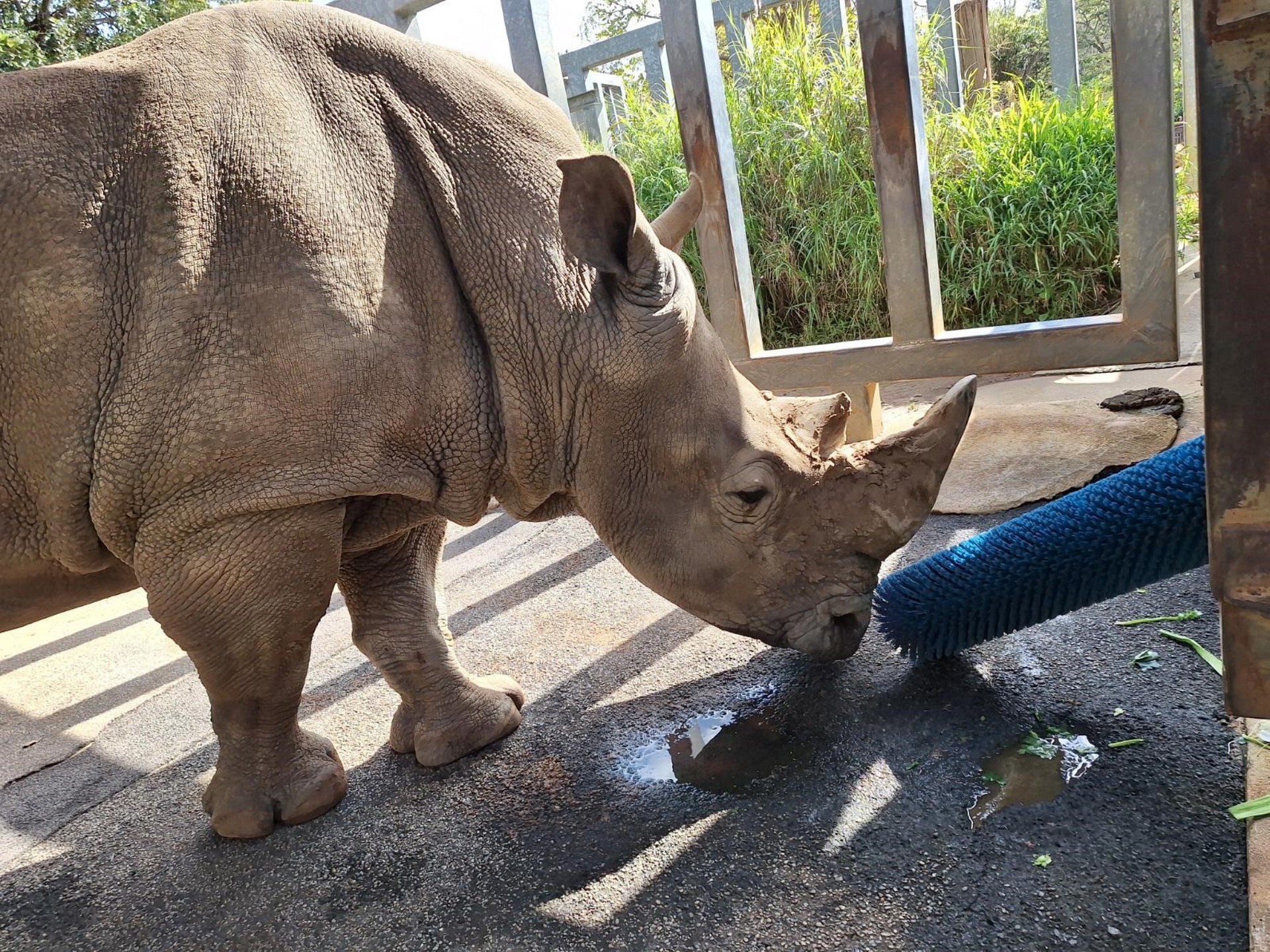 City Donates Used Street Sweeper Brushes to Perth Zoo for Rhinos