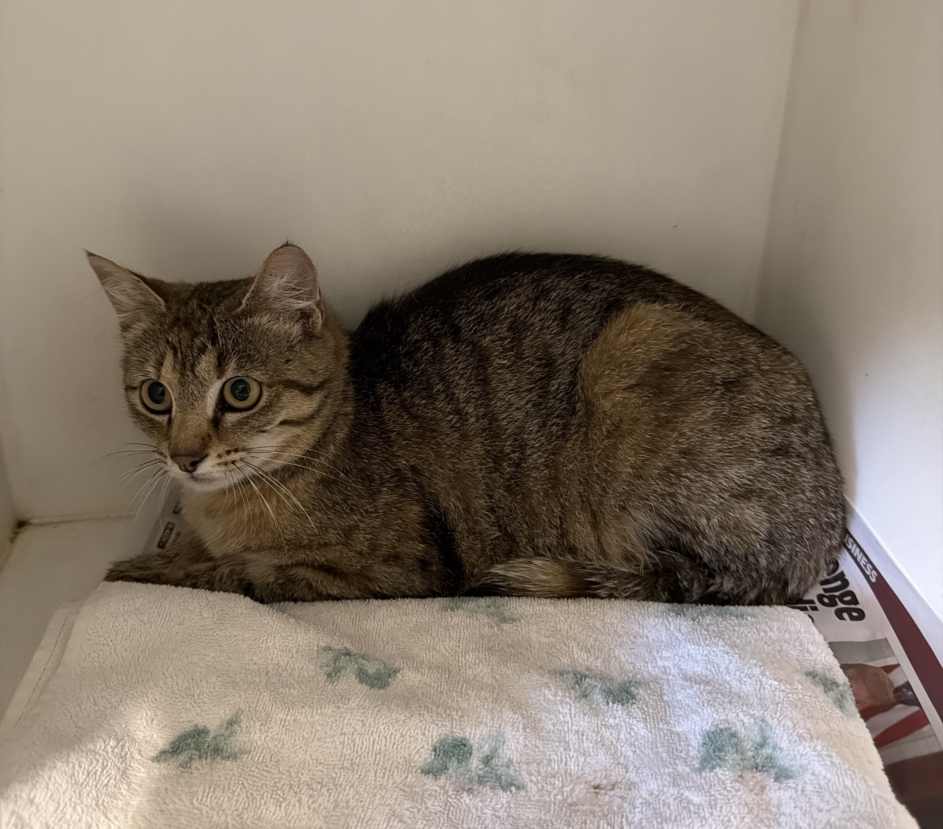 Domestic Short Hair Tabby