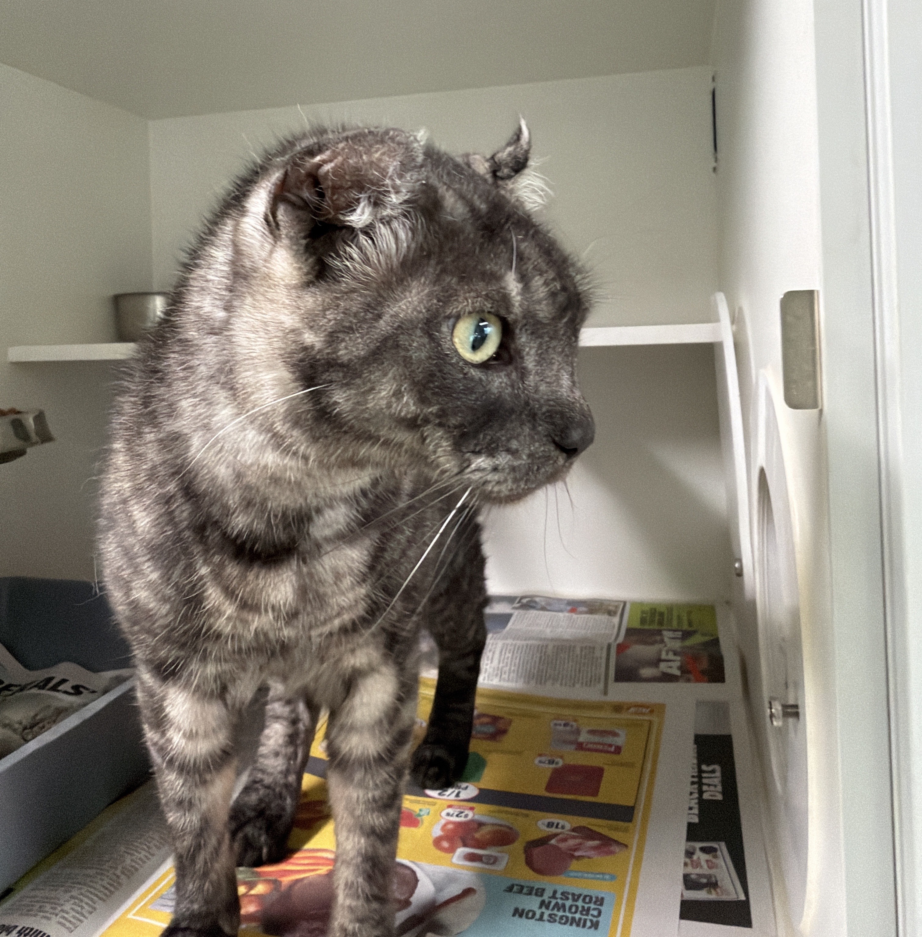 Male Black and Grey Brindle Domestic Short Hair Cat