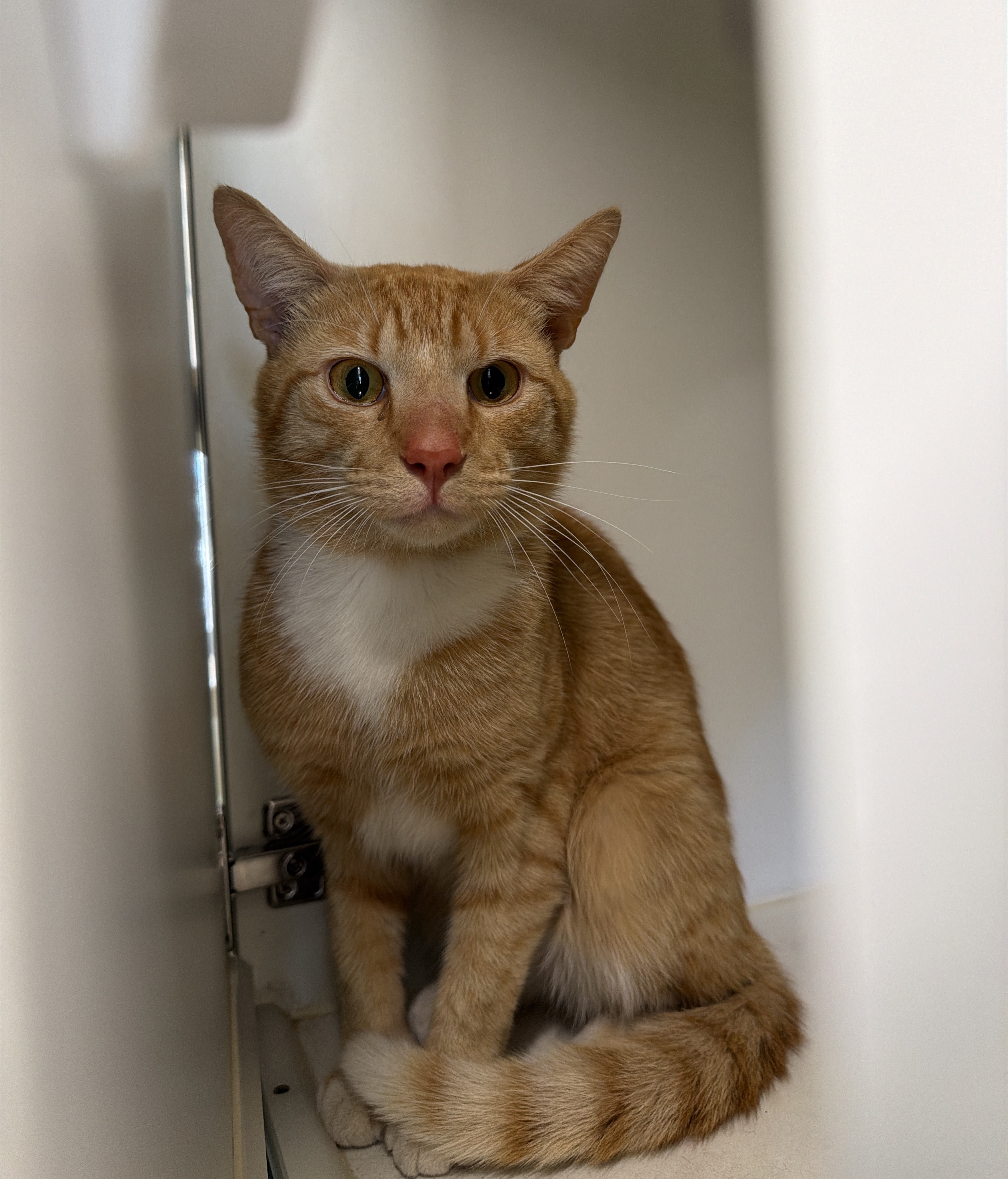 Ginger & White Tabby Domestic Short Hair