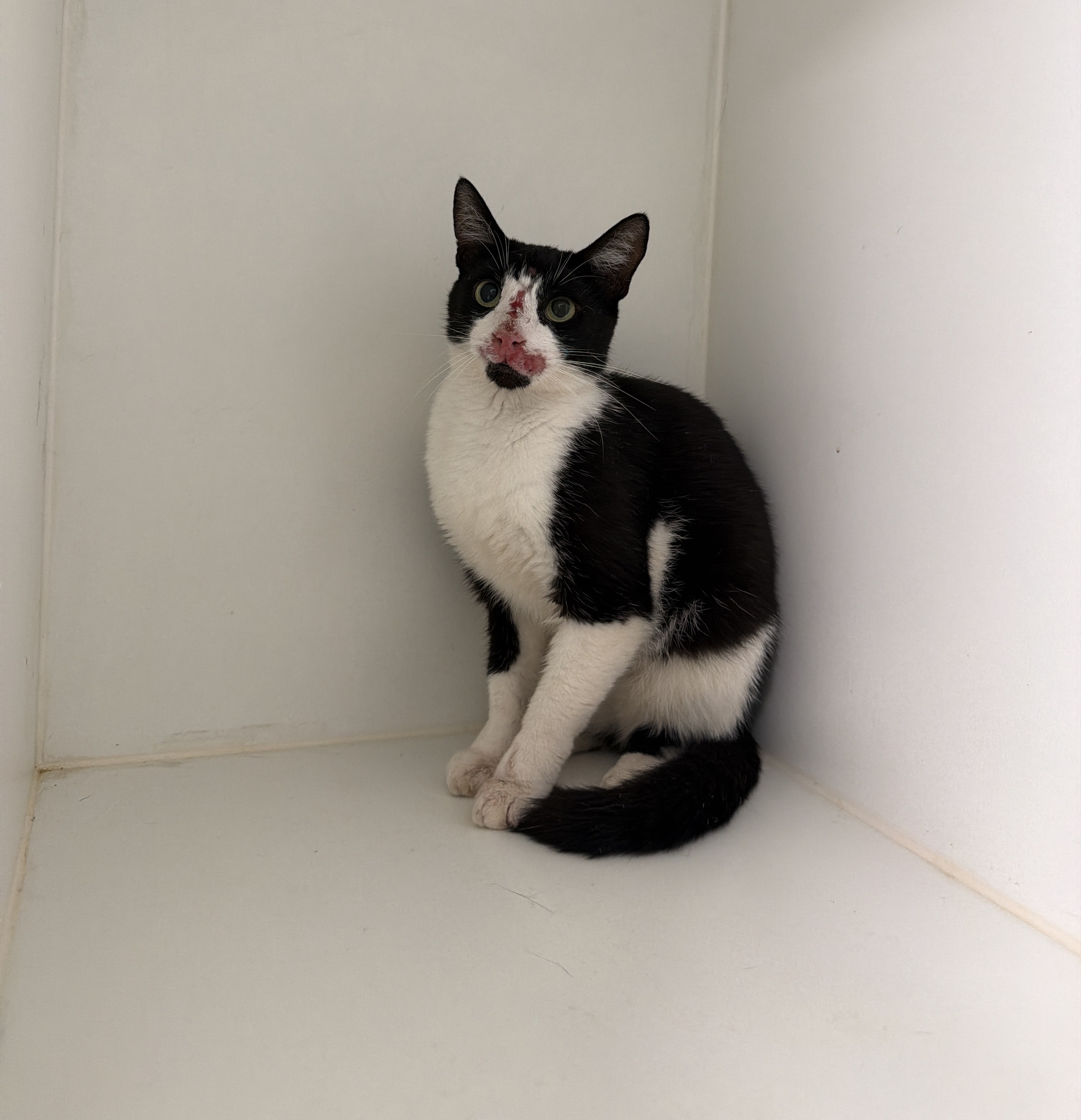 Black & White Domestic Short Hair