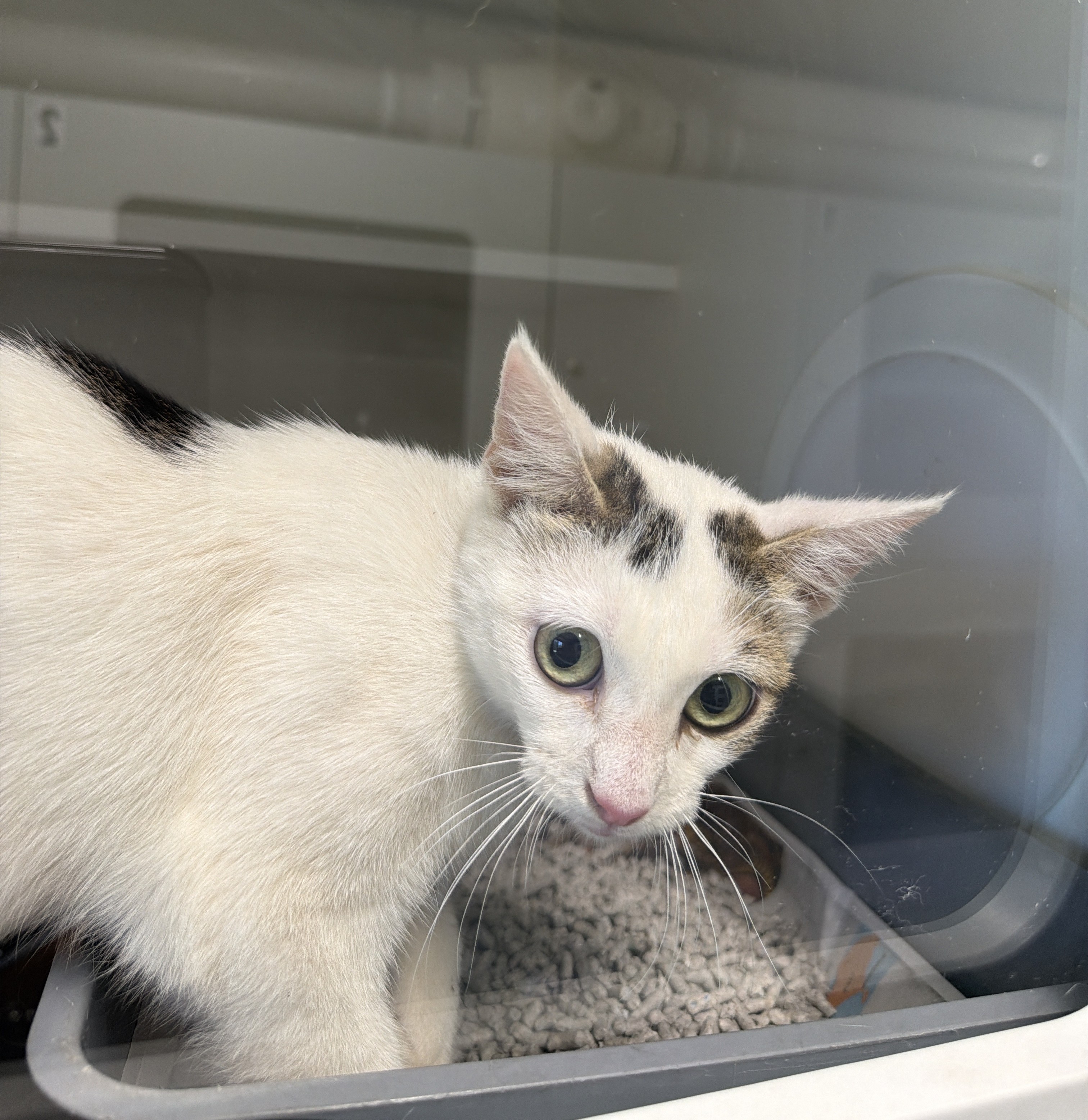 Black and White Domestic Short Hair