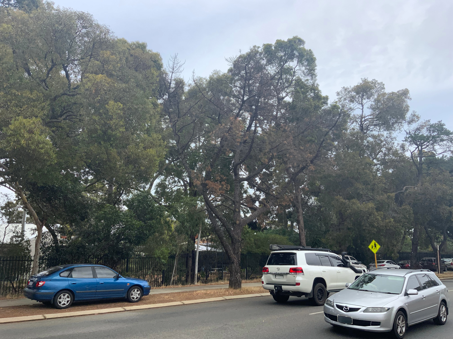 Notice of Essential Tree Works on Canning Road, Kalamunda