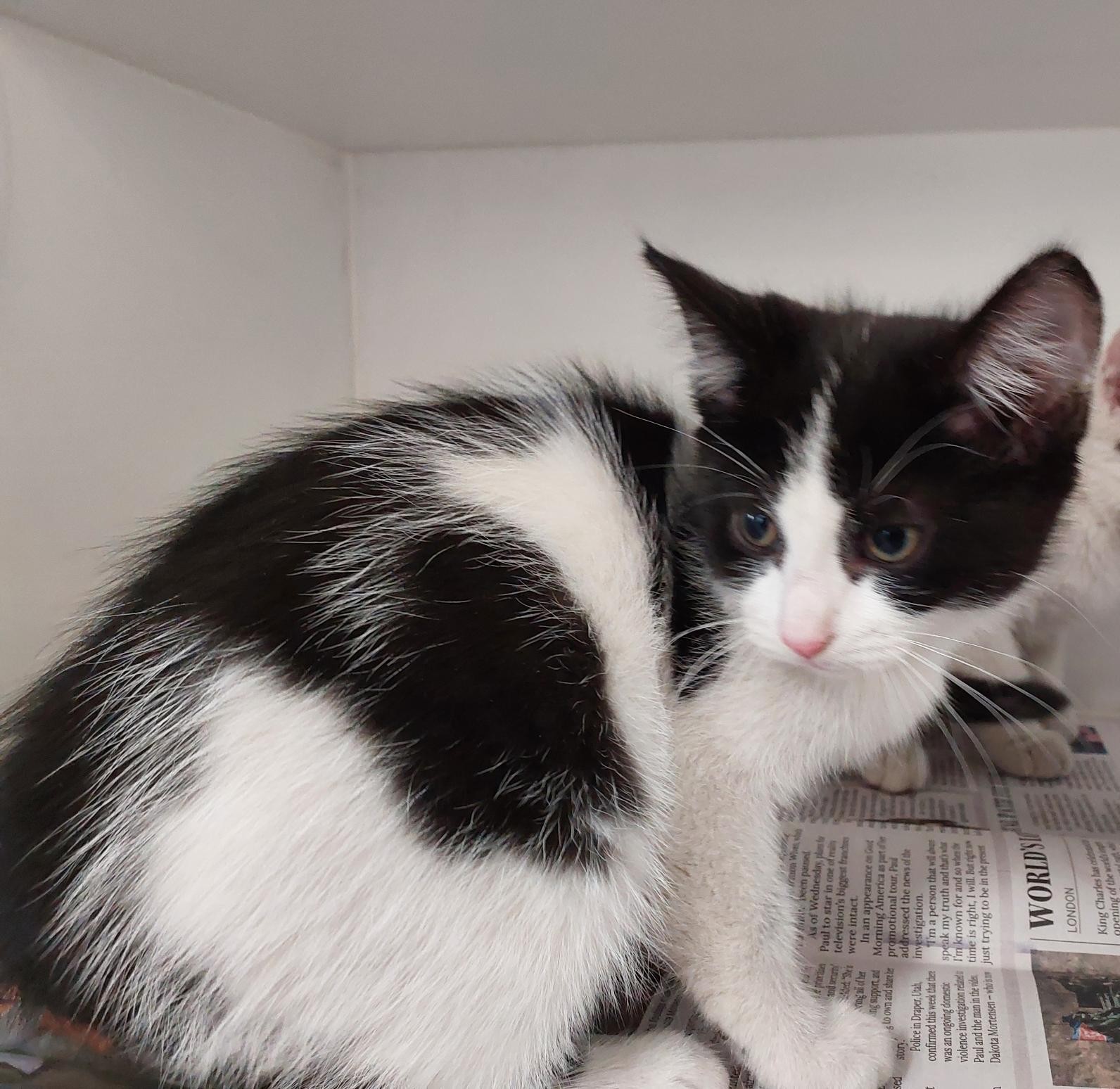 Domestic Short Hair, Female, Black and White
