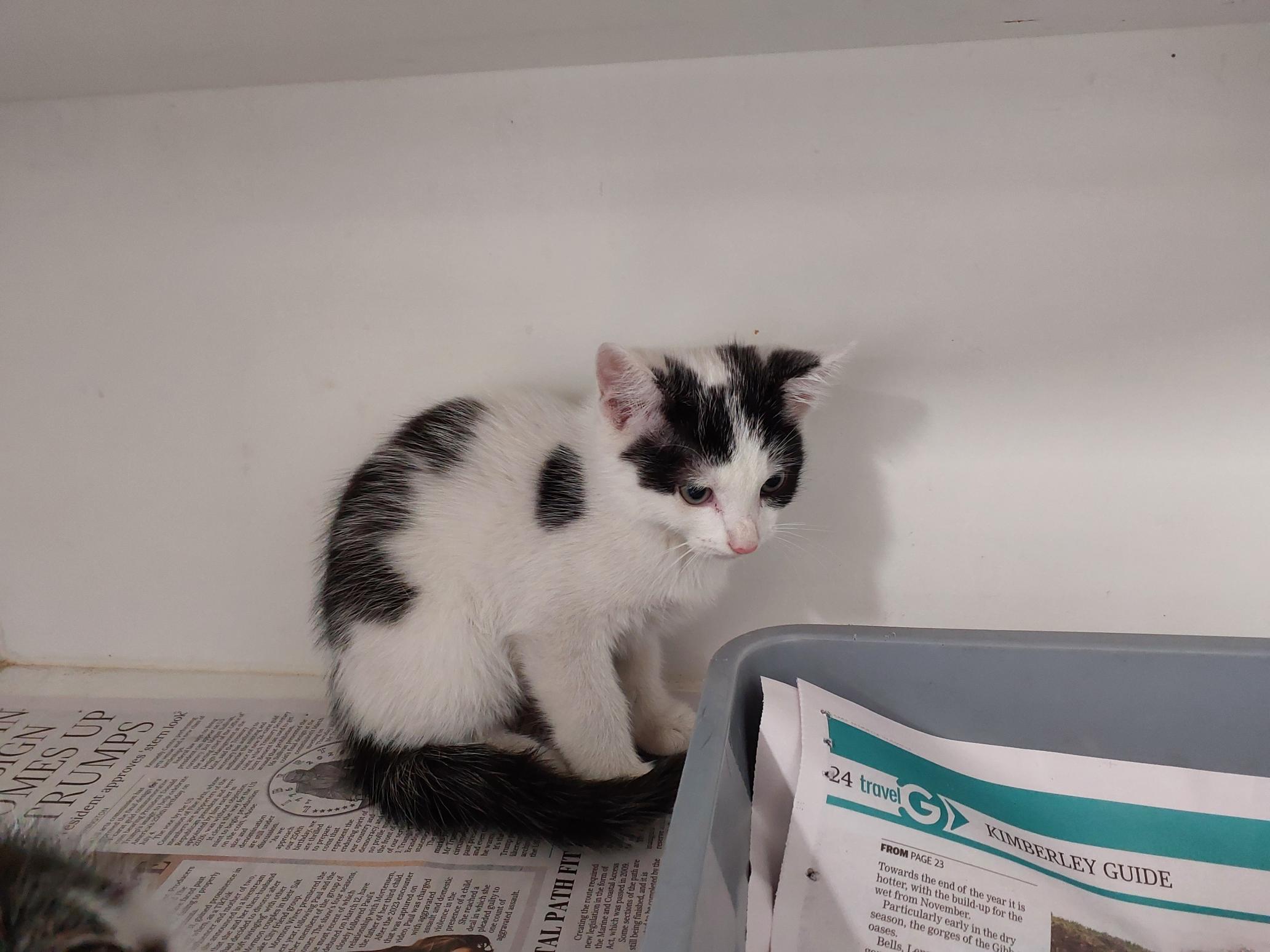 Domestic Short Hair, Male, Black and White
