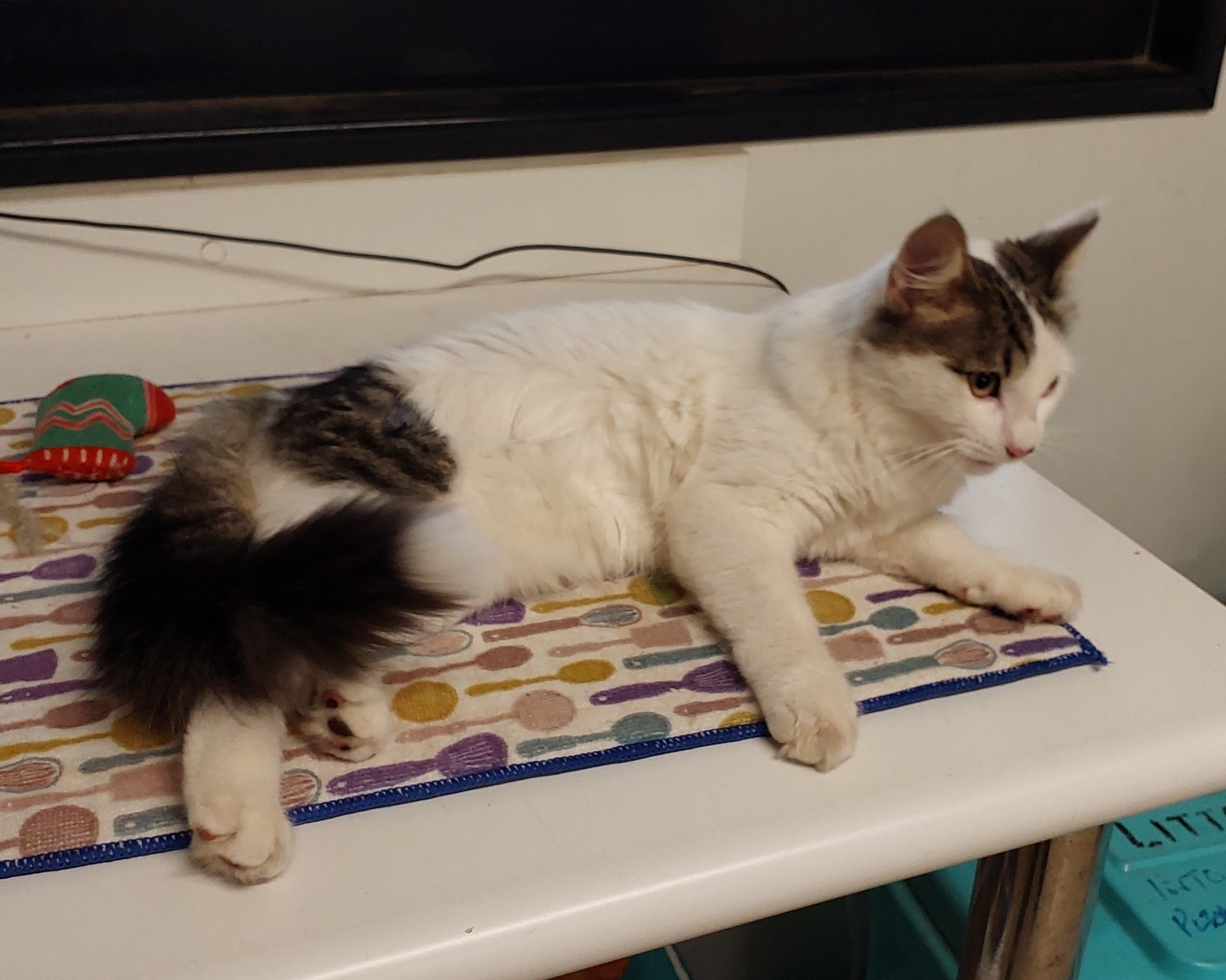 White/Torti Domestic Medium Hair