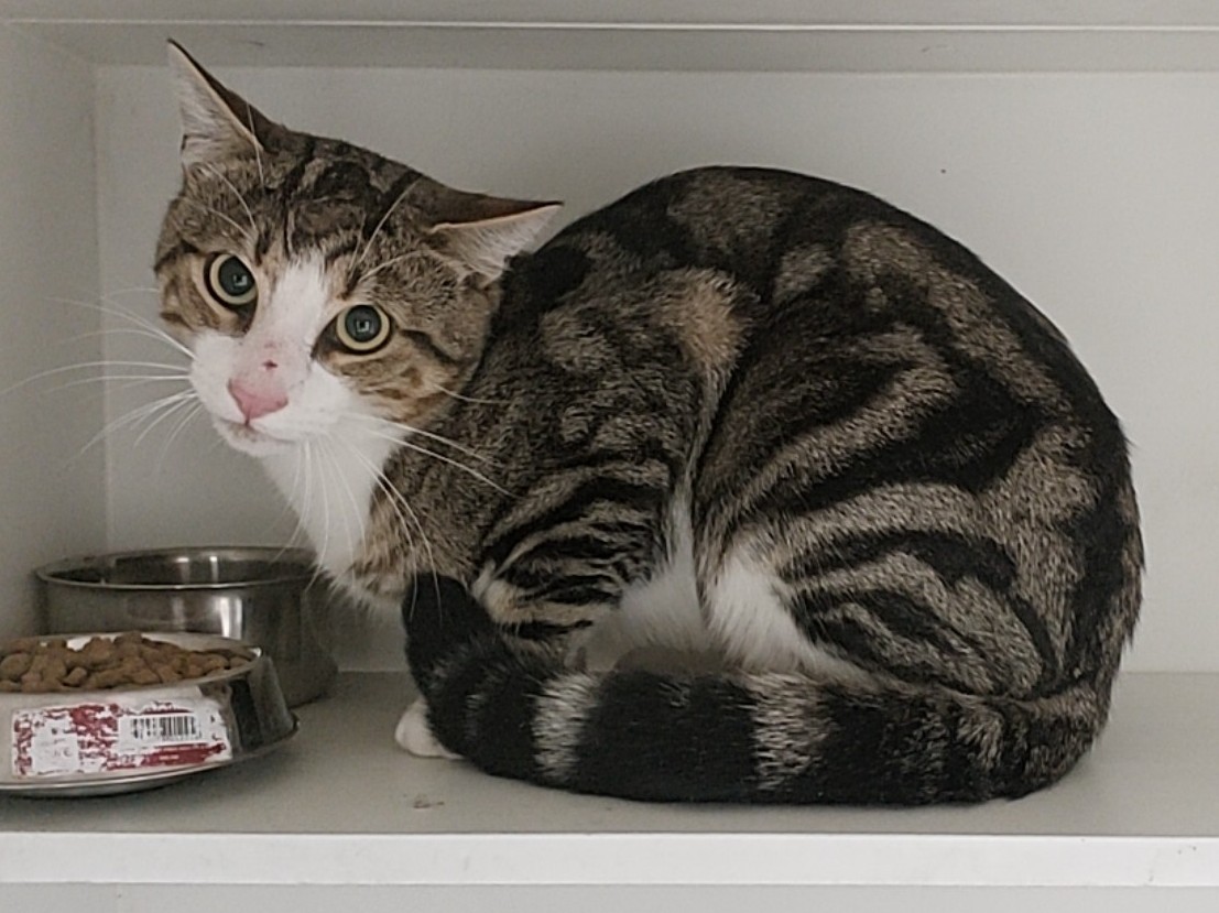 Tabby / White Domestic Short Hair