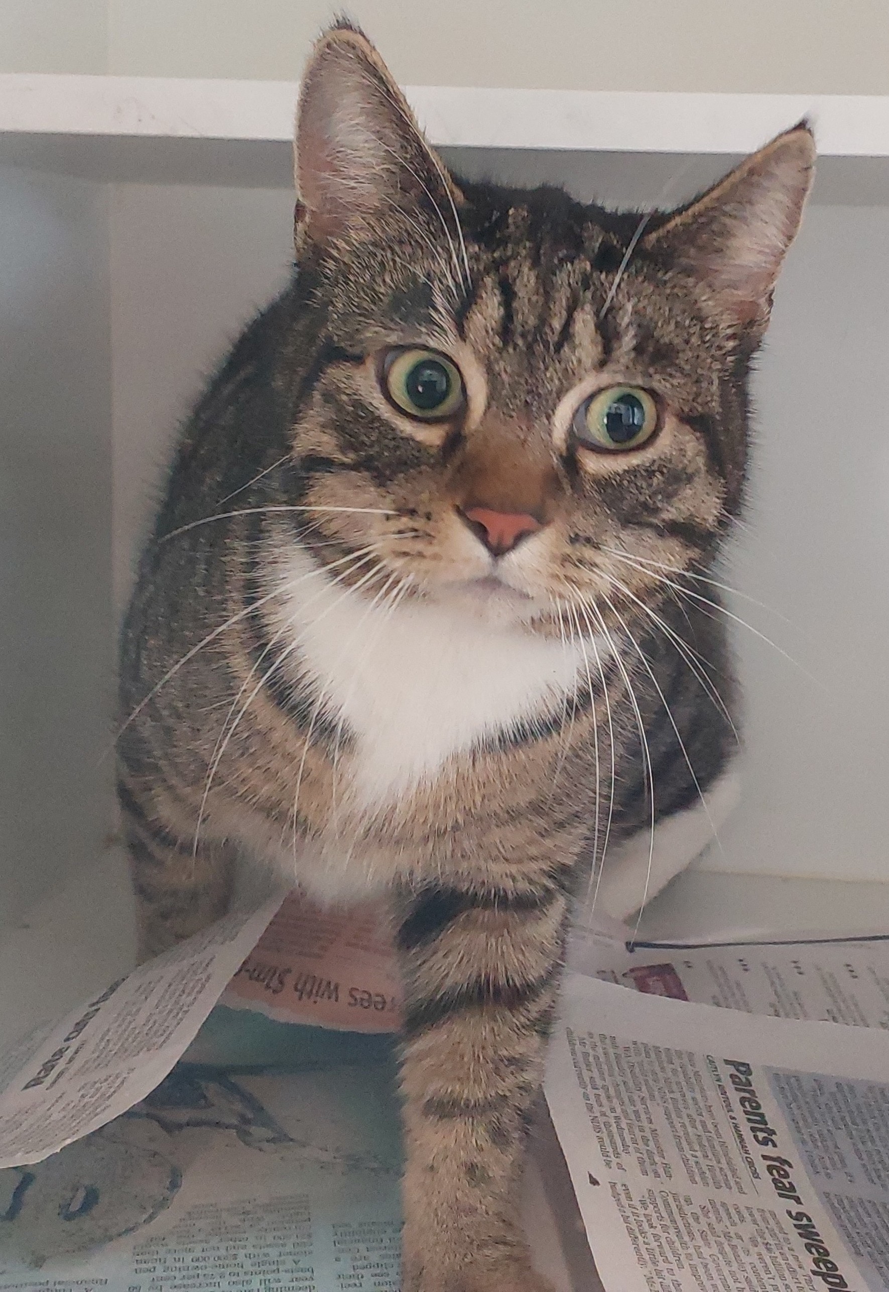 Tabby Domestic Short Hair