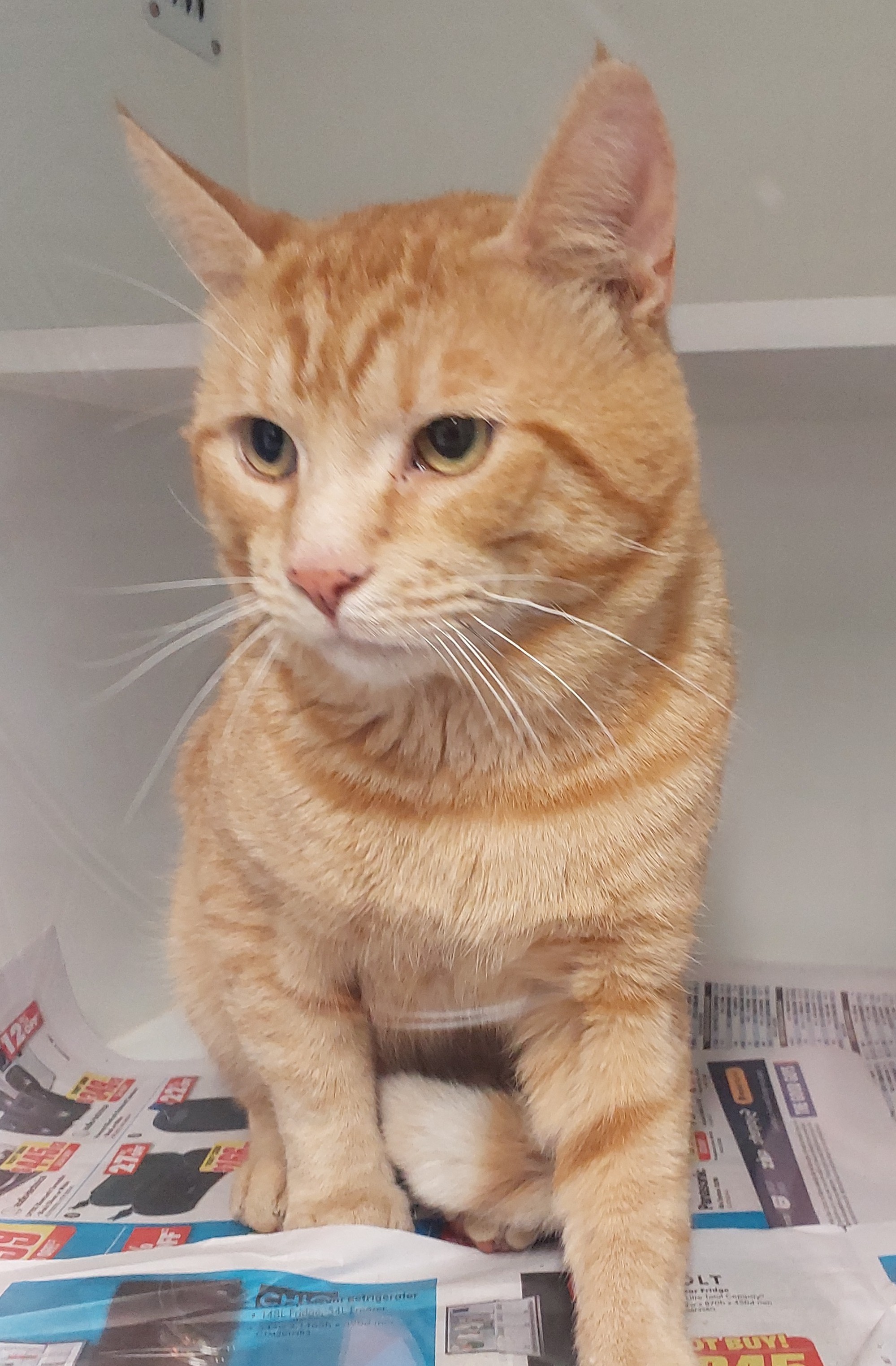 Ginger Domestic Short Hair