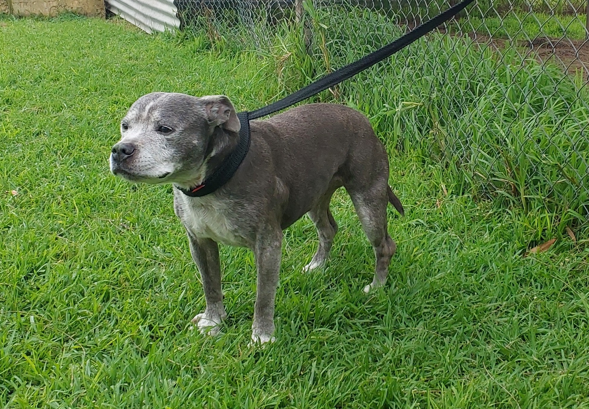 White/Grey Staffy