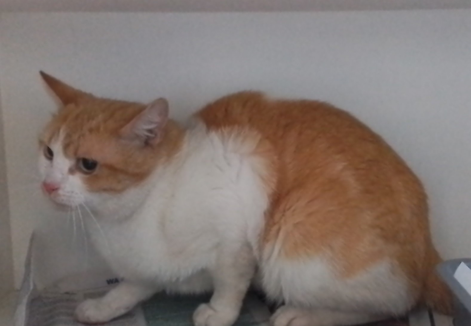 Domestic Short Haired, Ginger& White, Male