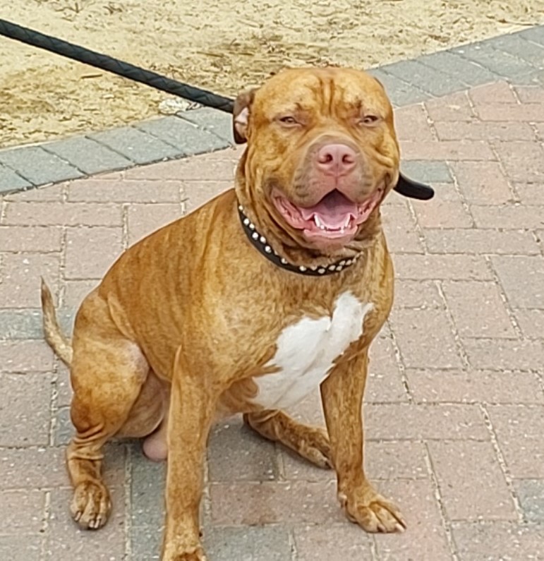 Brindle American Staffy Cross