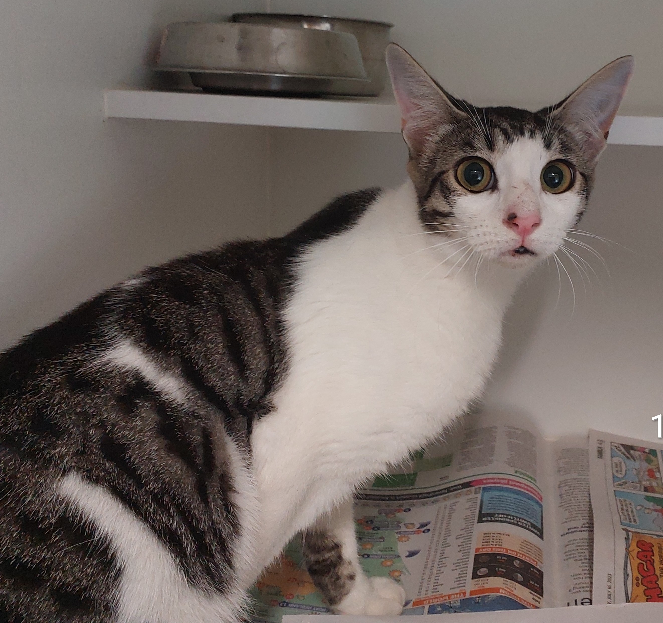 White/Grey Tabby Domestic Short Hair