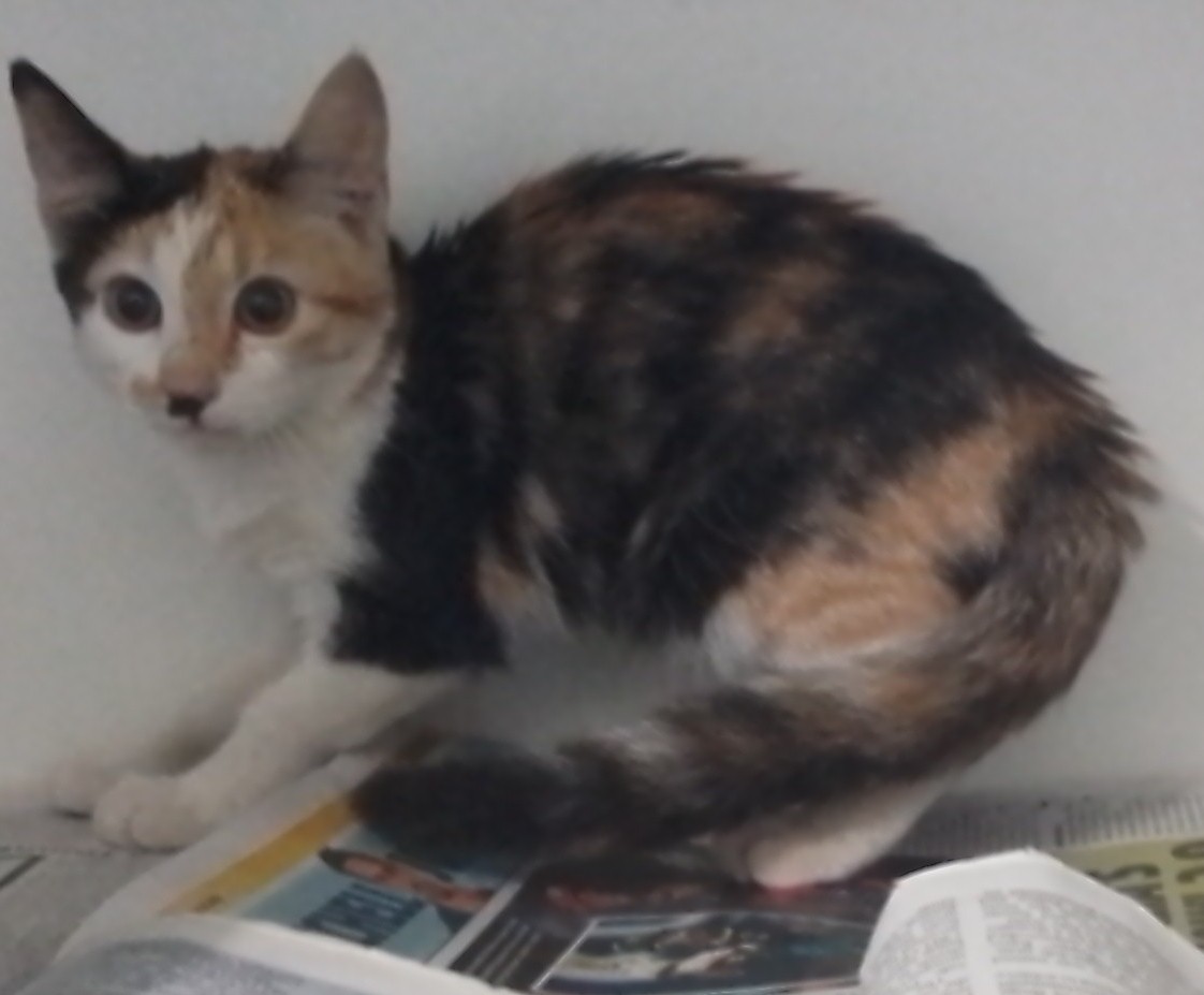 Calico Domestic Short Hair