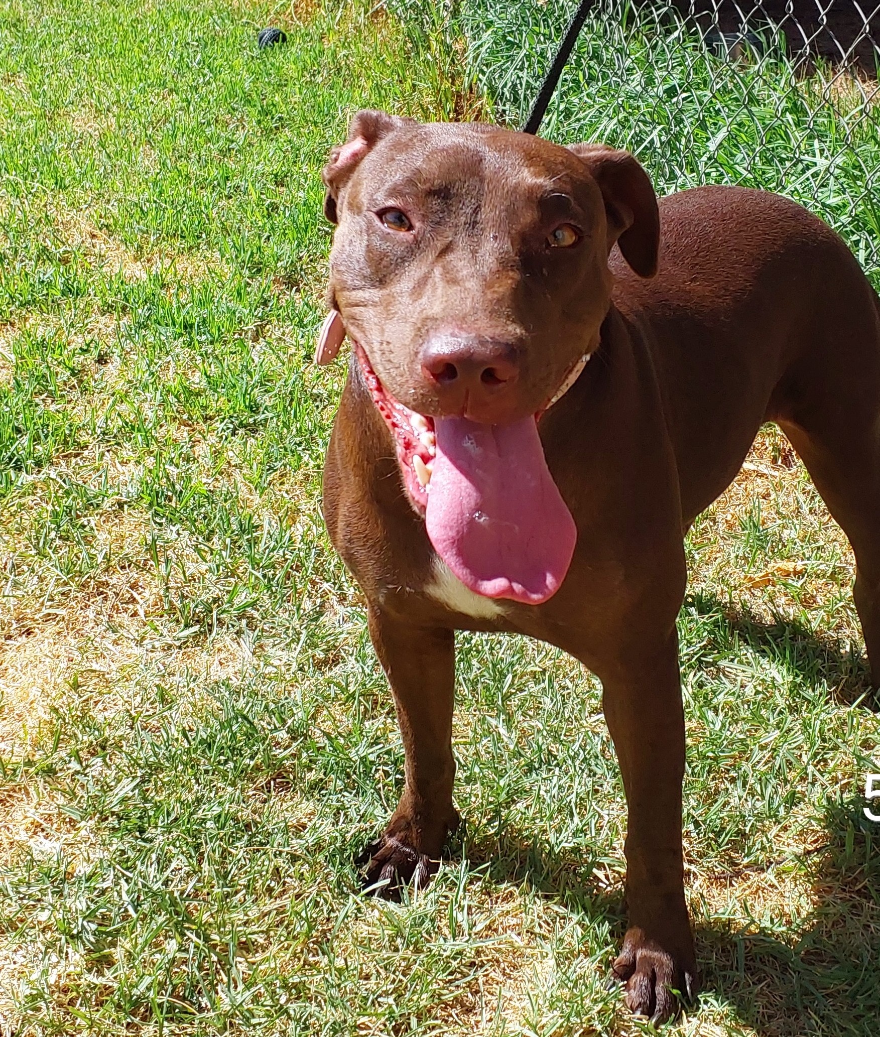 Chocolate Staffy Cross Kelpie