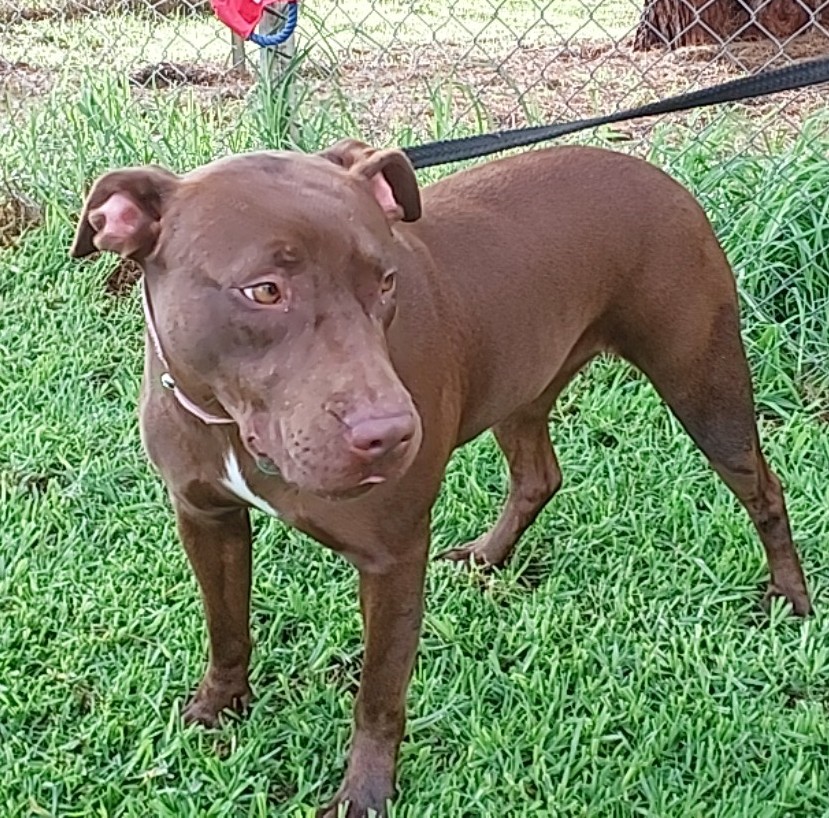 Chocolate Labrador Cross Staffy