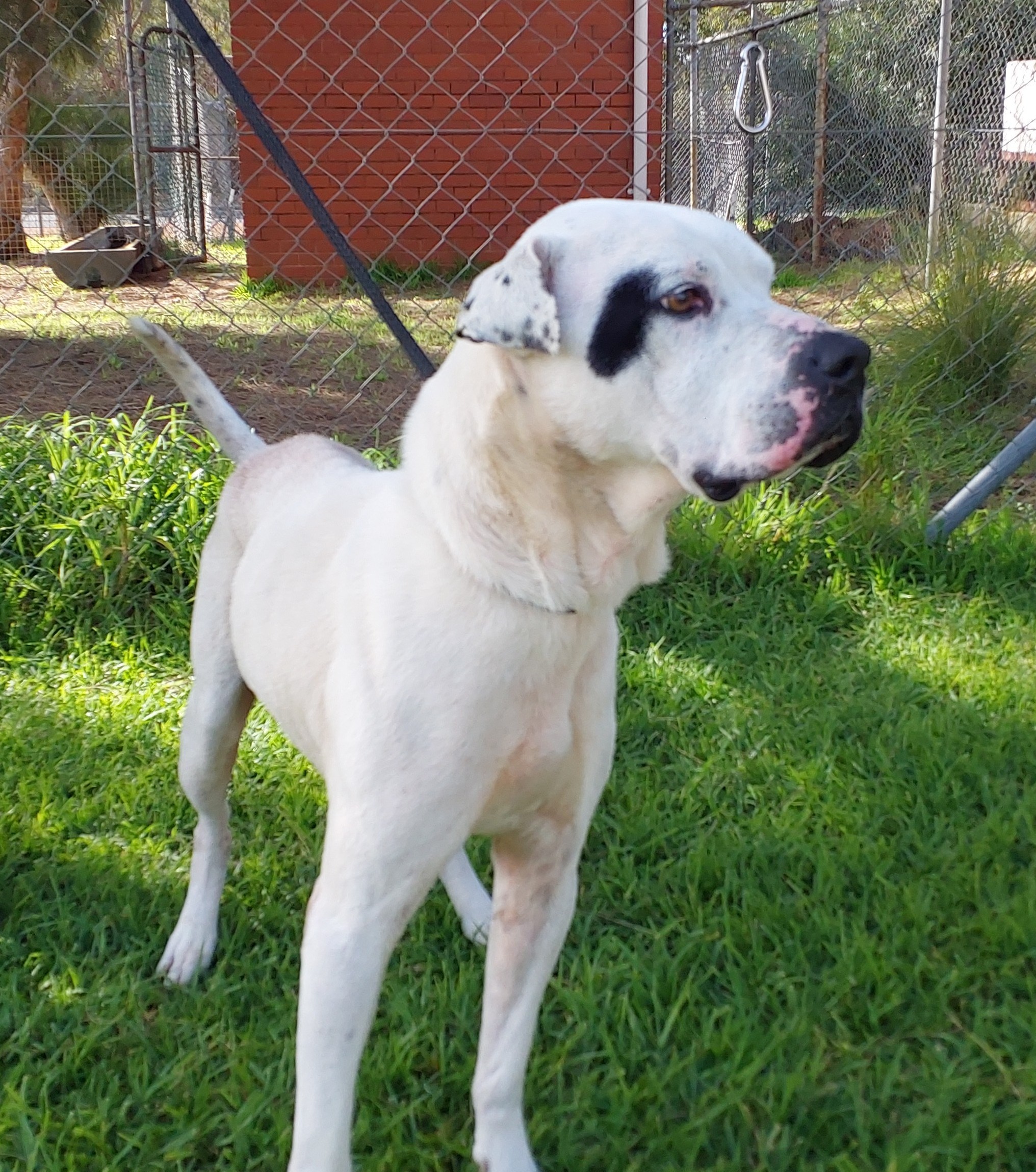 Staffy Cross, White, Male