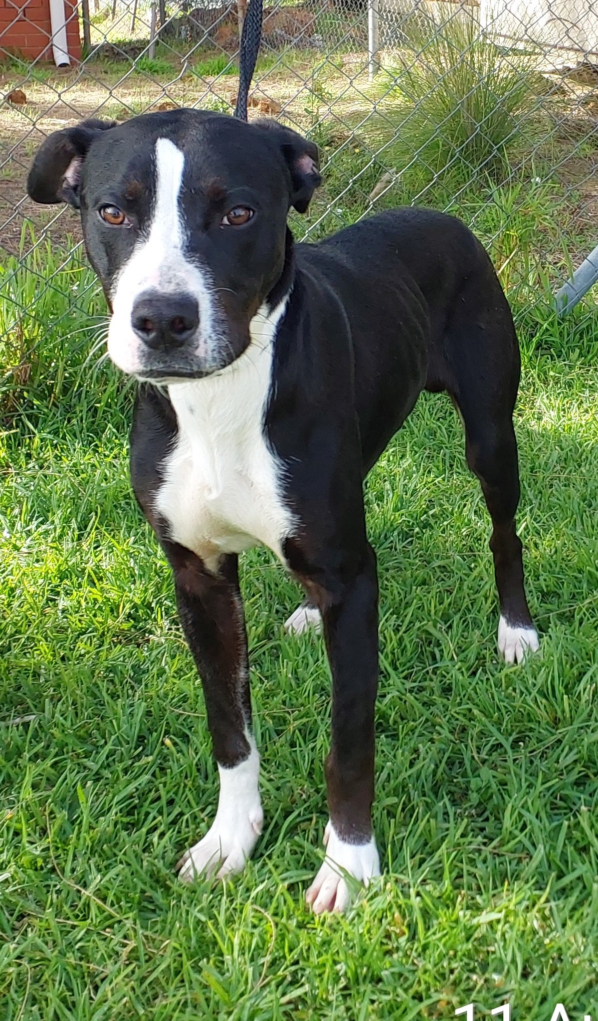 Staffy Cross, Black & White, Male
