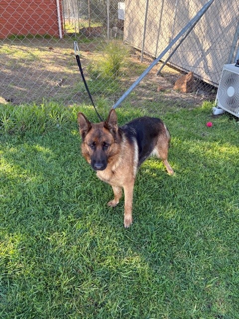 Black & Tan, German Shepherd, Female