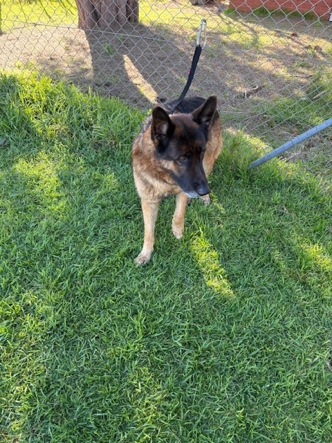 German Shepard- Male