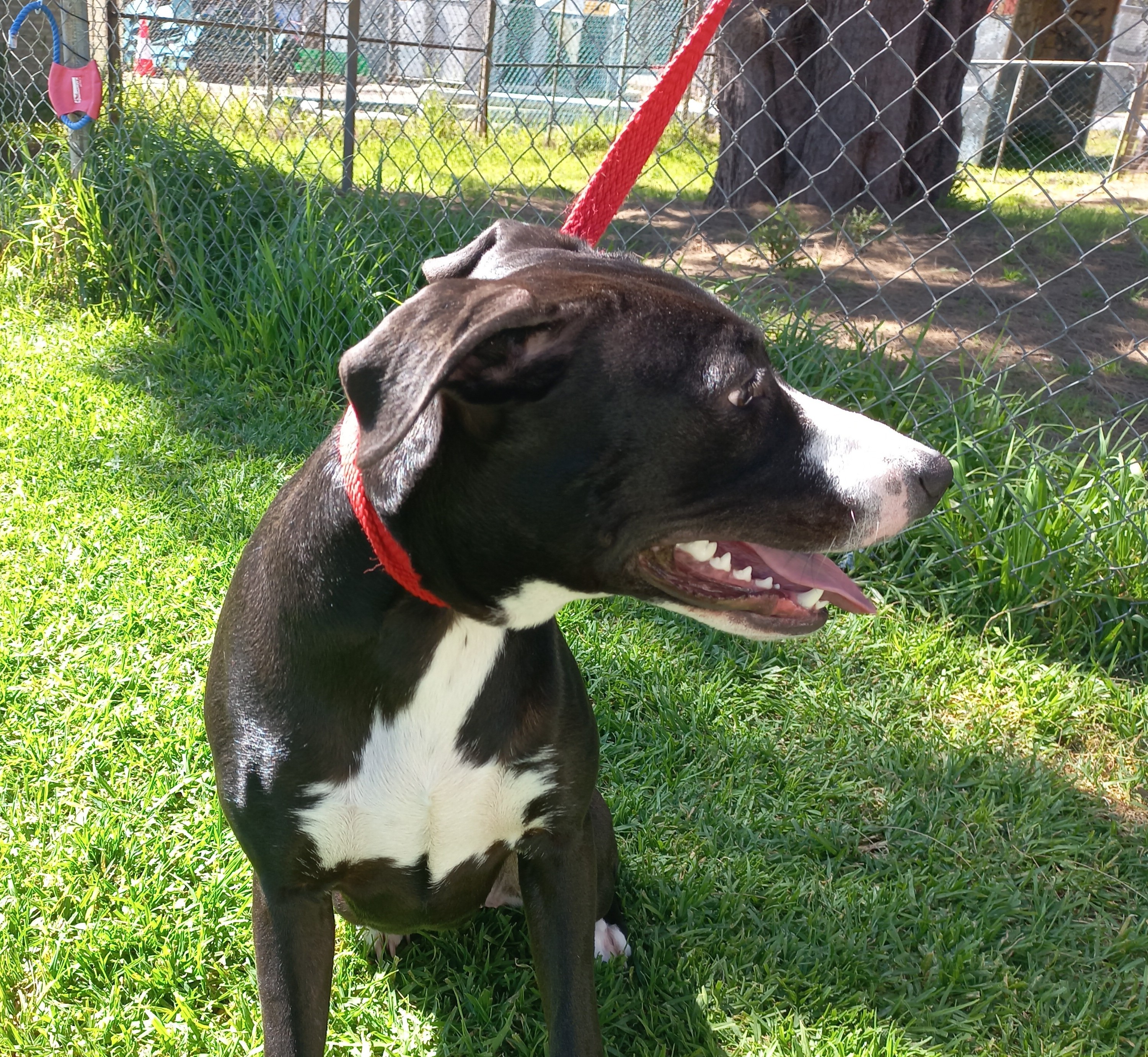 Staffy Cross, Black & White, Female