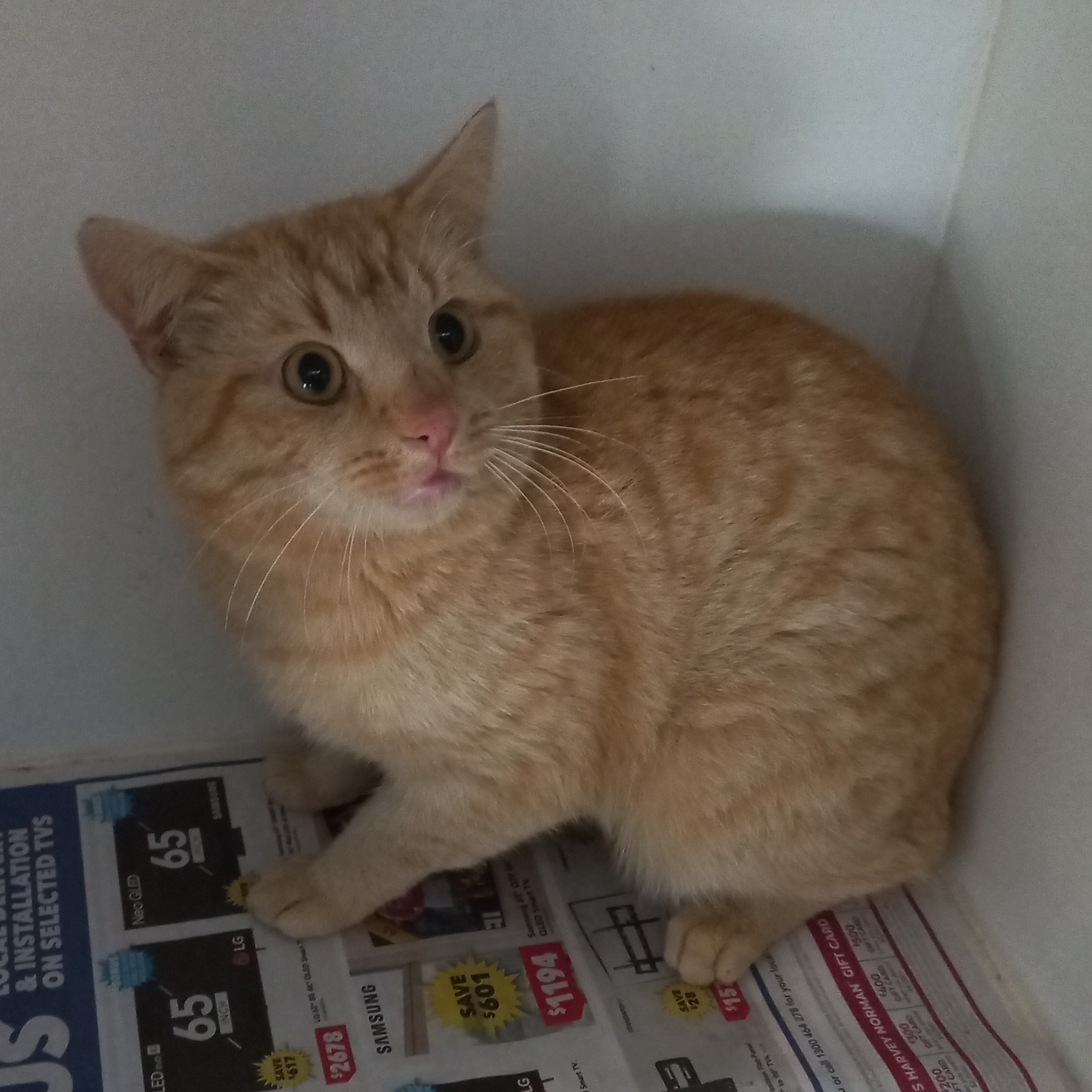 Domestic Short Hair, Ginger, Male