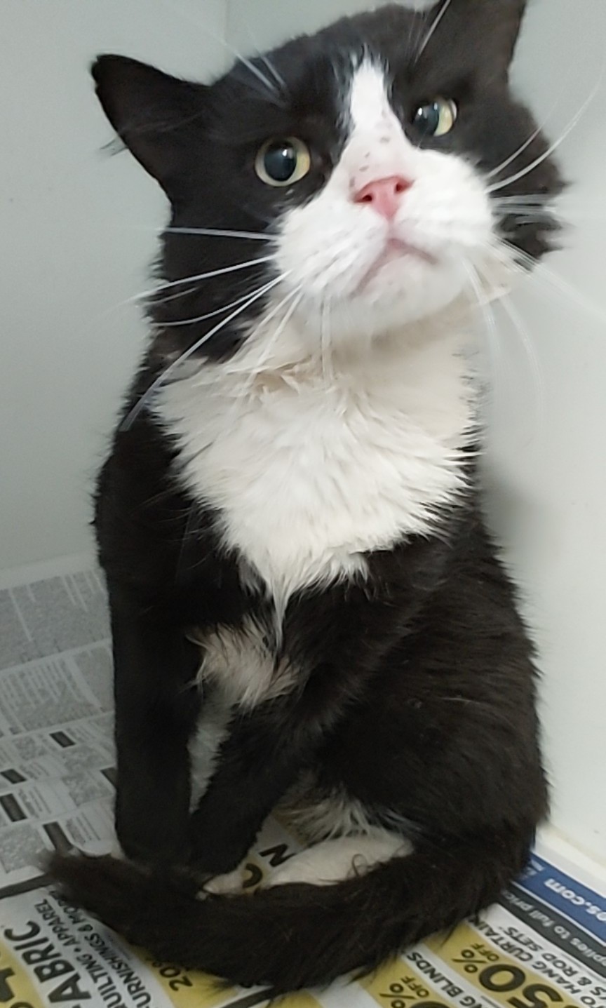 Black and White Domestic Medium Hair