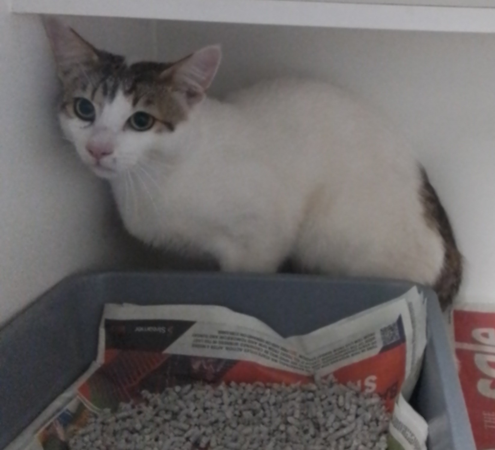 DOMESTIC SHORT HAIR - WHITE / GREY TABBY