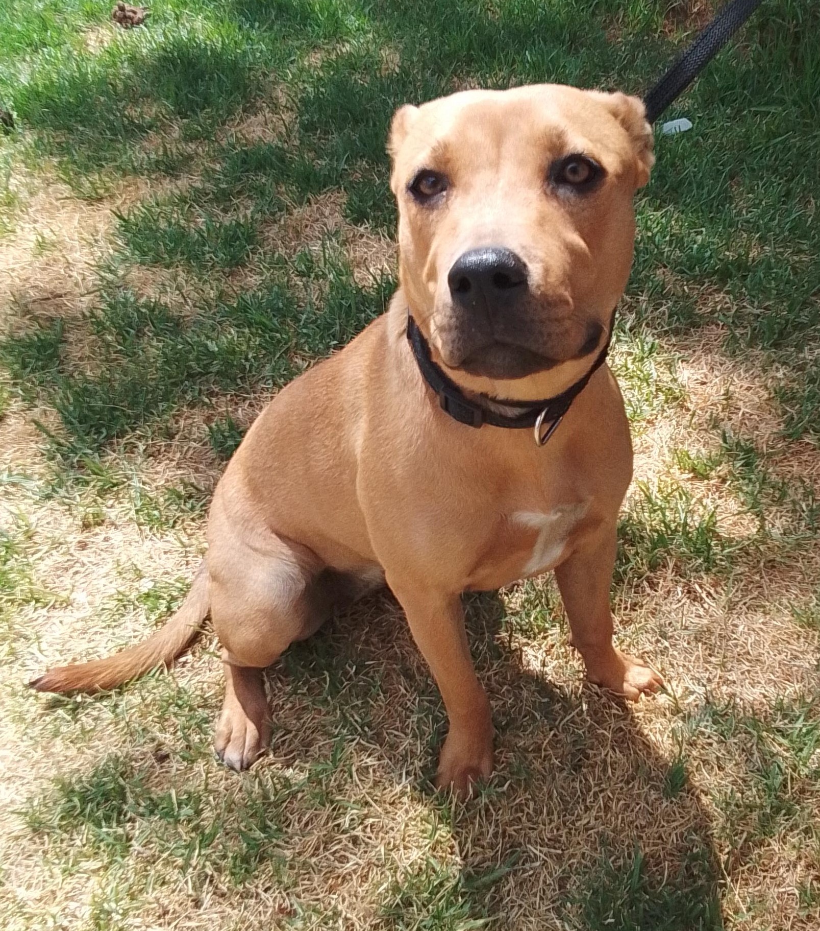 Staffordshire Bull Terrier Cross - Tan / White - Female