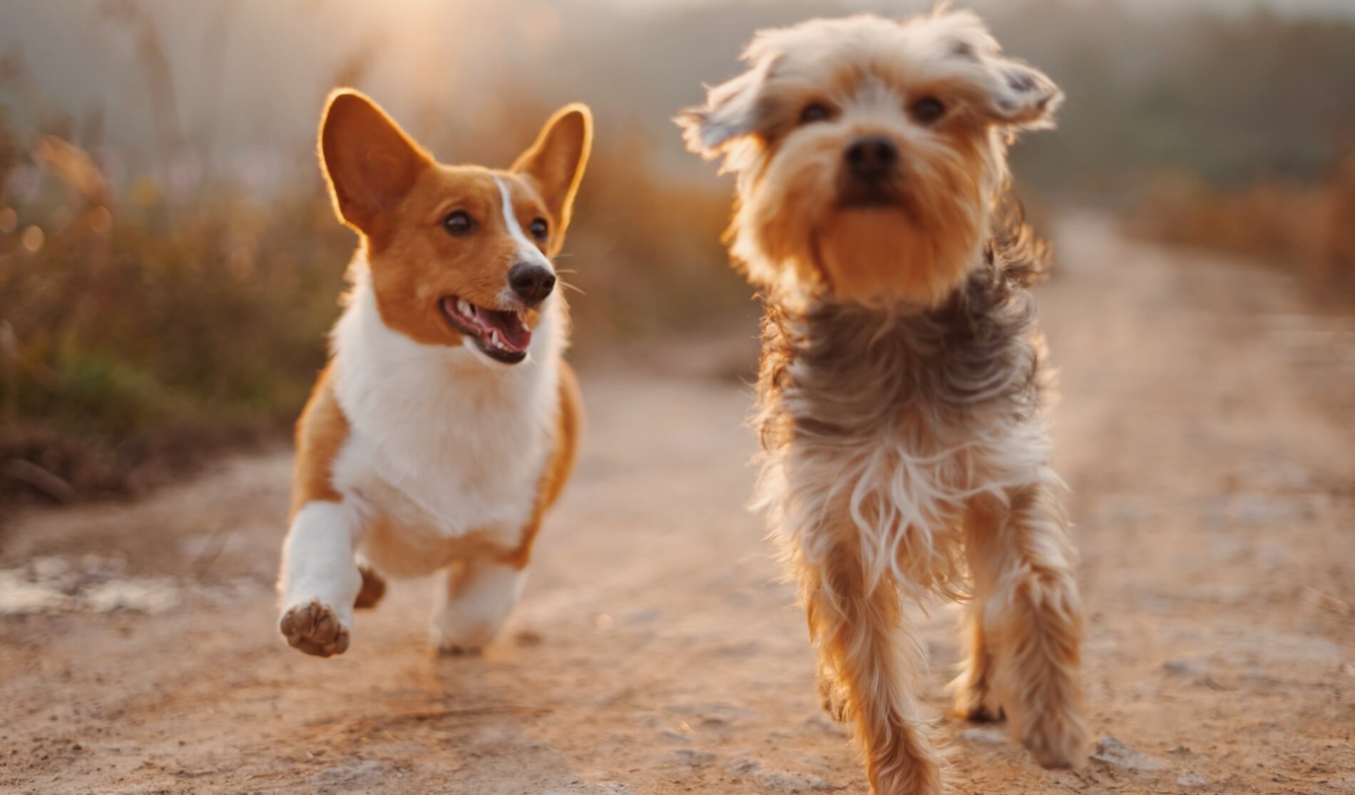 Two small dogs running next to each-other on a dirt track