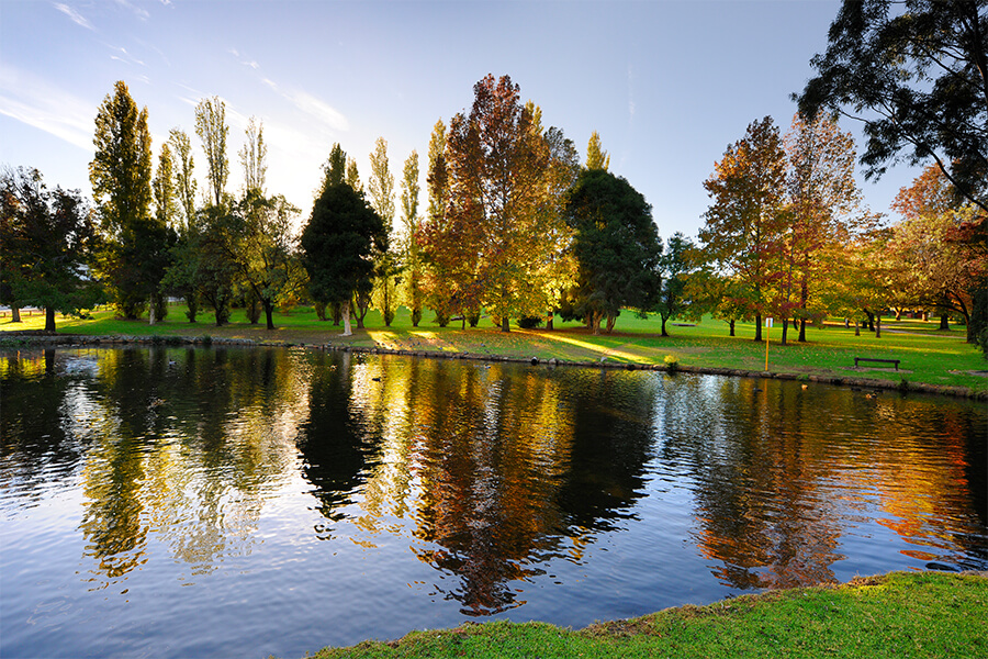 Image of Stirk Park trees by the pond. Park is located in Kalamunda