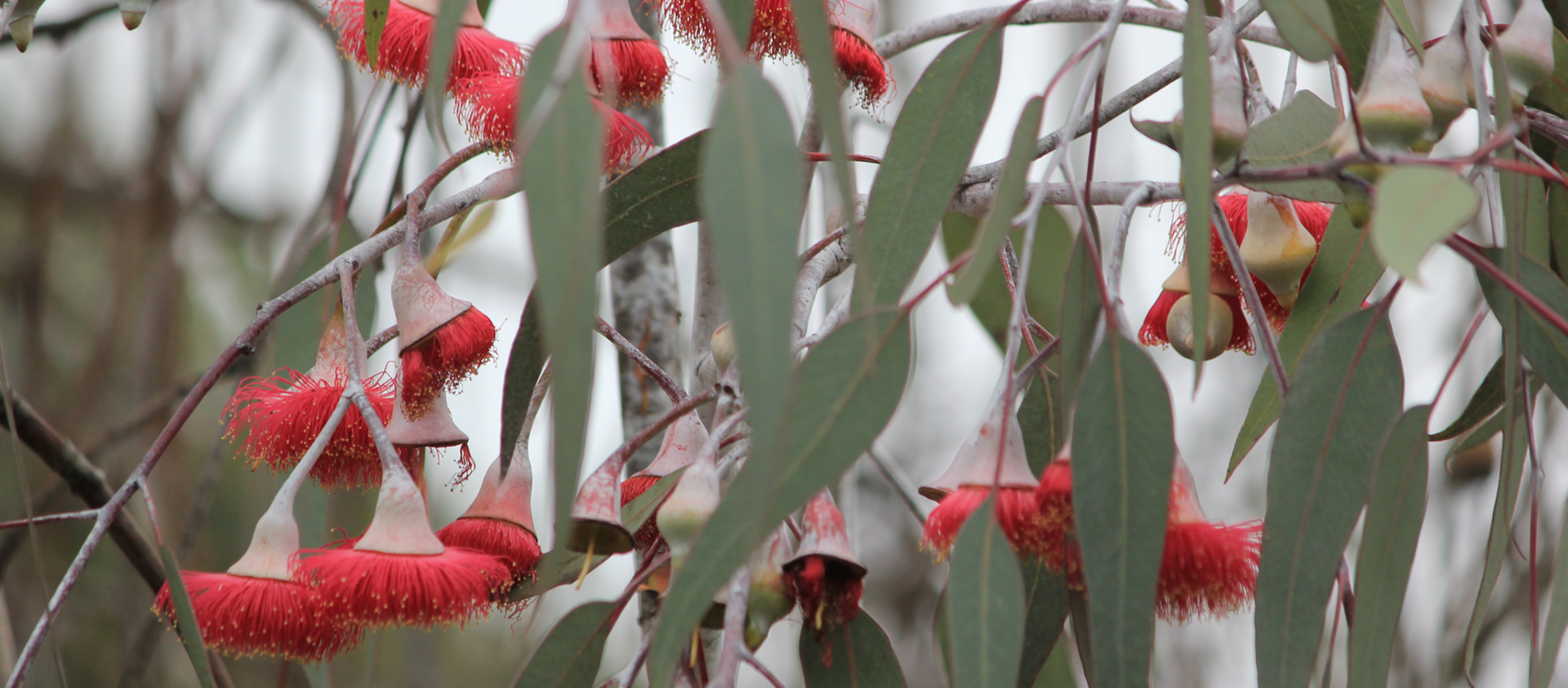WA Tree Festival 2025